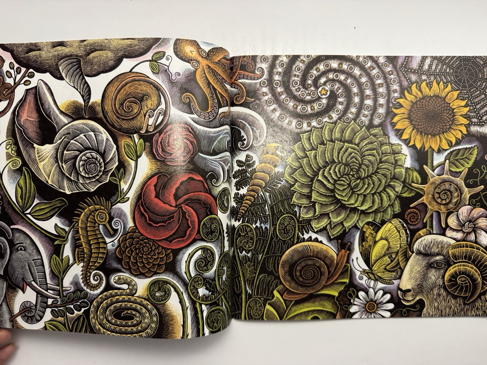 Swirl by Swirl: Spirals in Nature by Joyce Sidman Illustrated By Beth Krommes