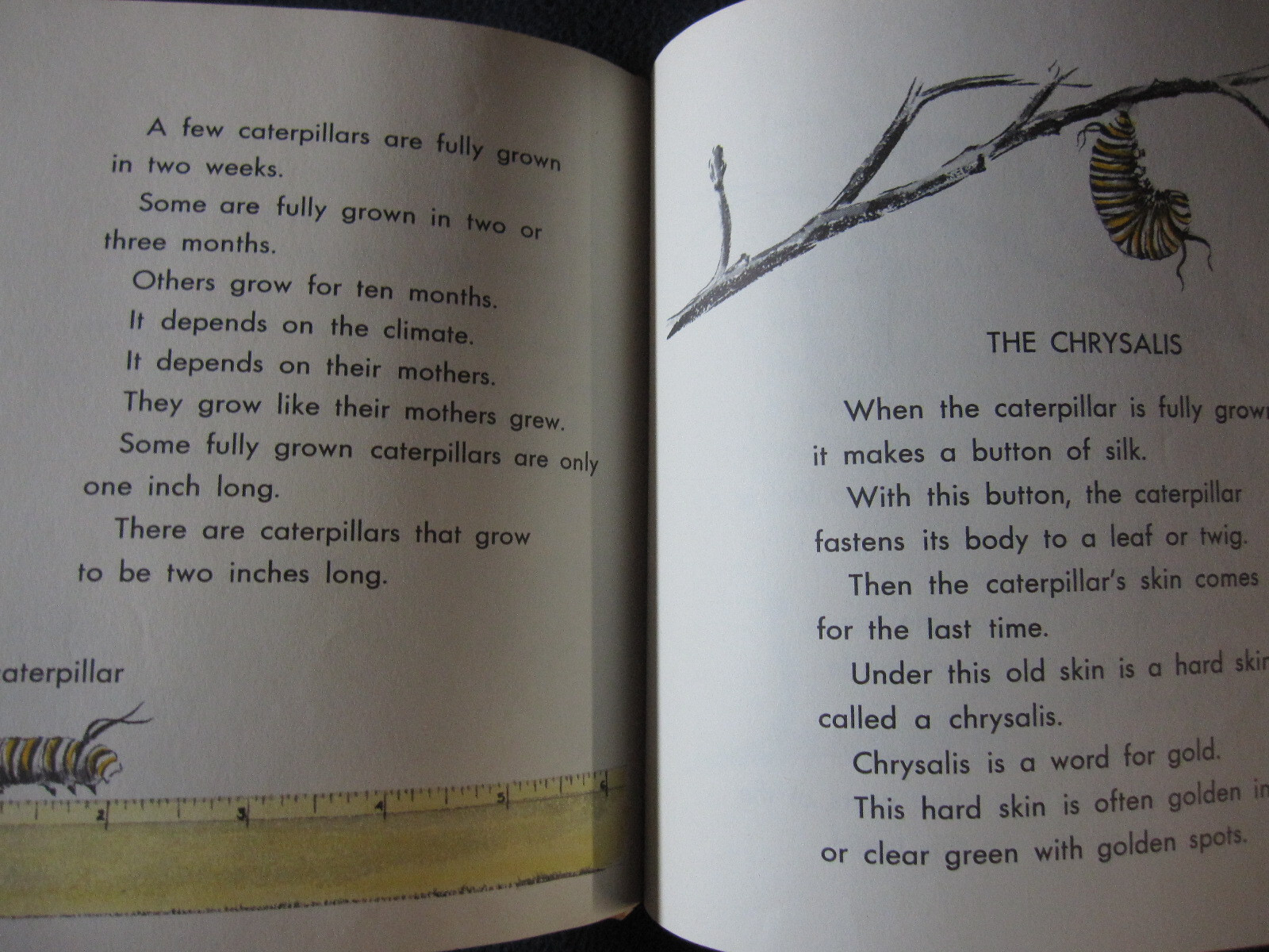 What is a Butterfly (The What is it series) Darby, Gene 1958