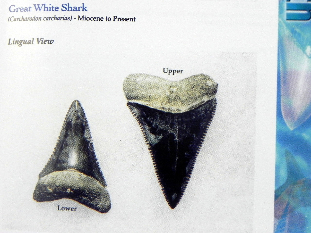 Megalodon Book Guide Shark Tooth Identification w/ Photos of Fossil Teeth tooth