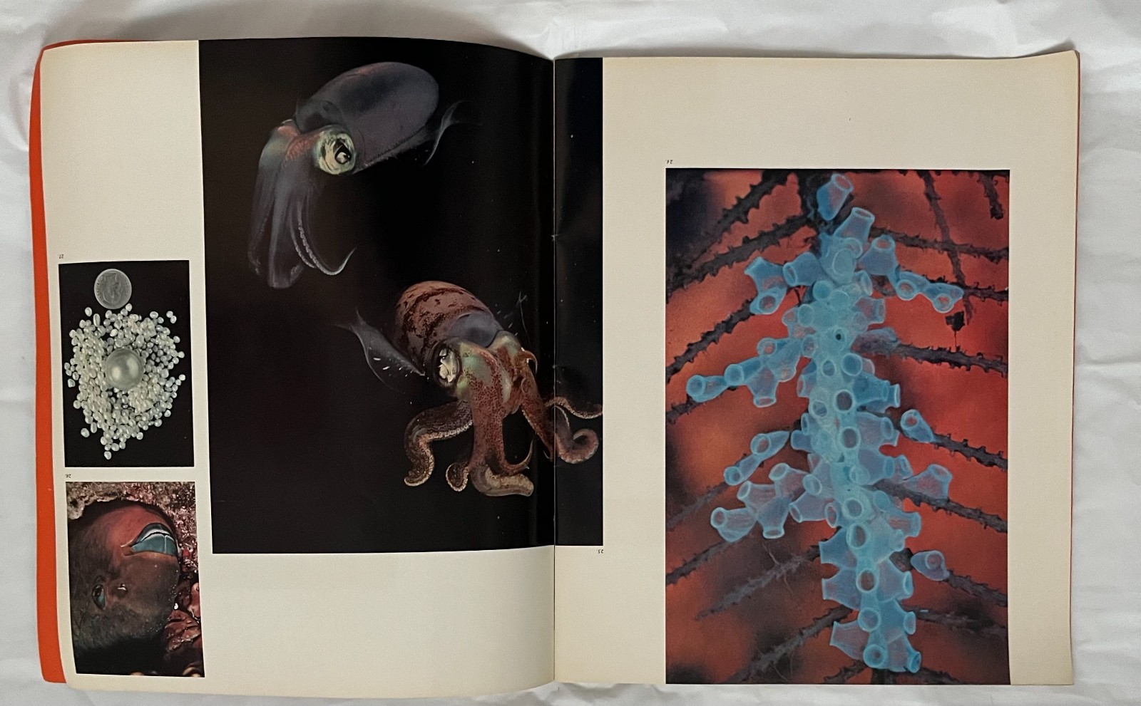 1964 VTG National Geographic ‘The Worlds Around Us’ Photography/Picture Book