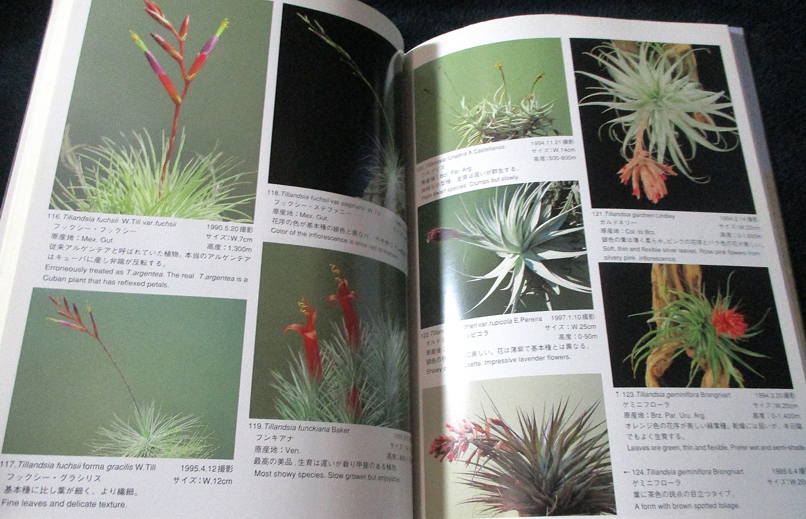 NEW TILLANDSIA HANDBOOK Shimizu-Takizawa 1998 Air Plants Japanese-English SCARCE