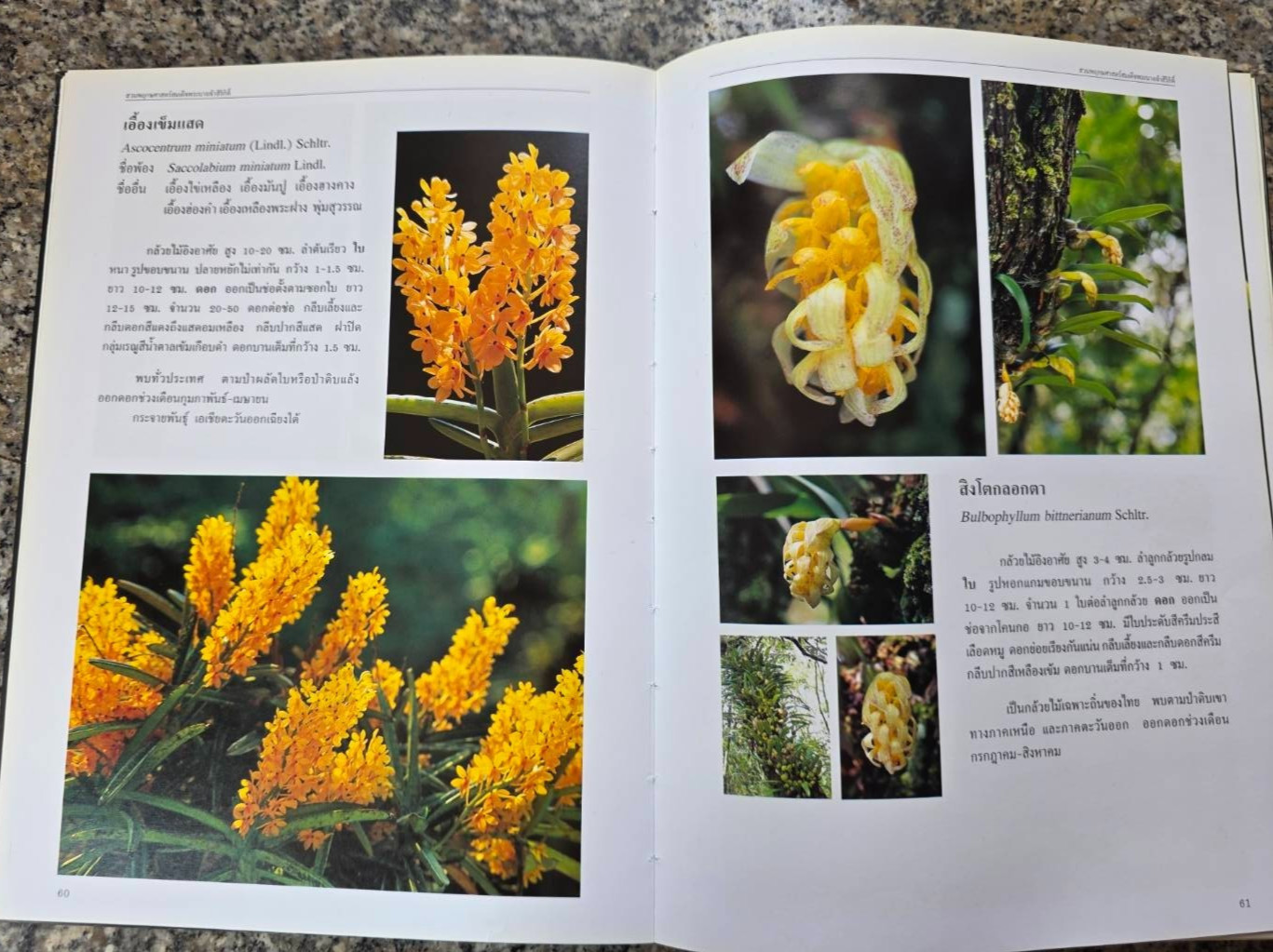 Hardcover book featuring all ” Thai orchids. ” ( Hardcover)