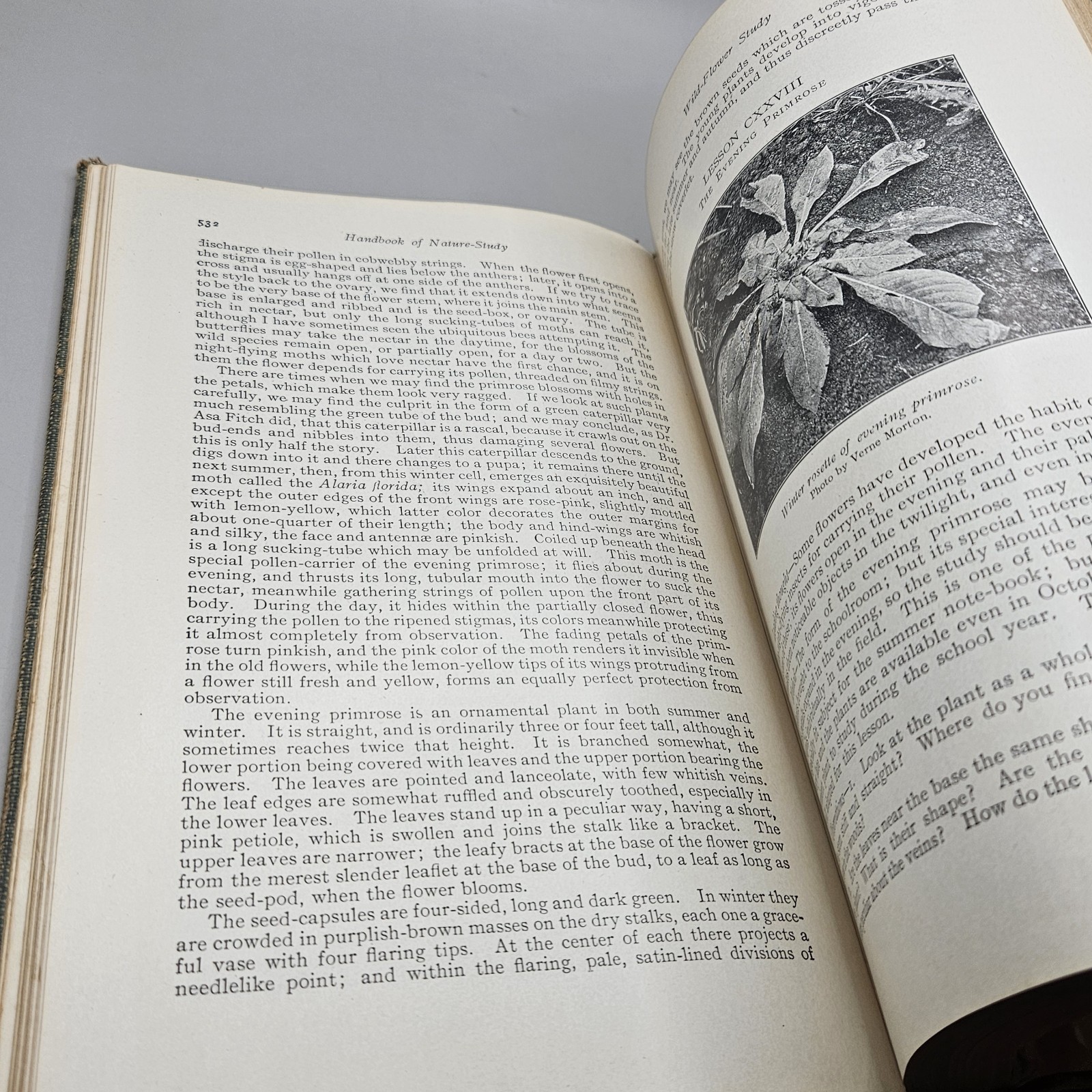 Handbook Of Nature-Study By Anna Comstock 1911 Published 1923