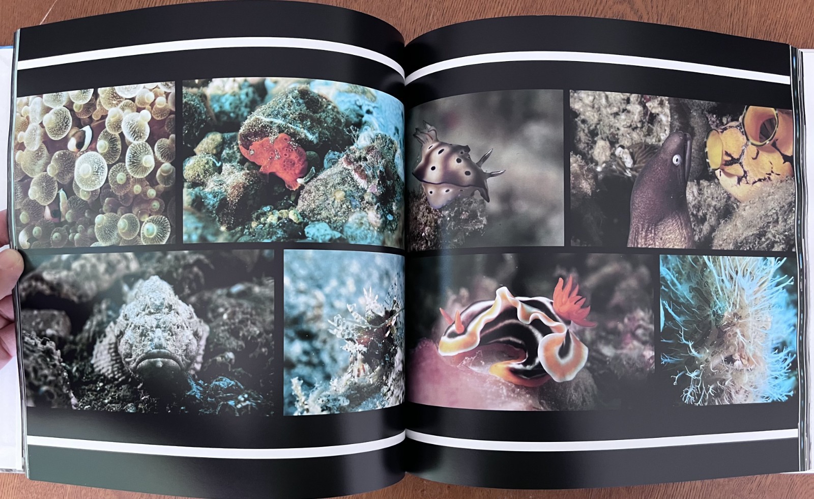 Philippines Diving: Anilao Batangas Verde Island Passage Coral Reef Photography