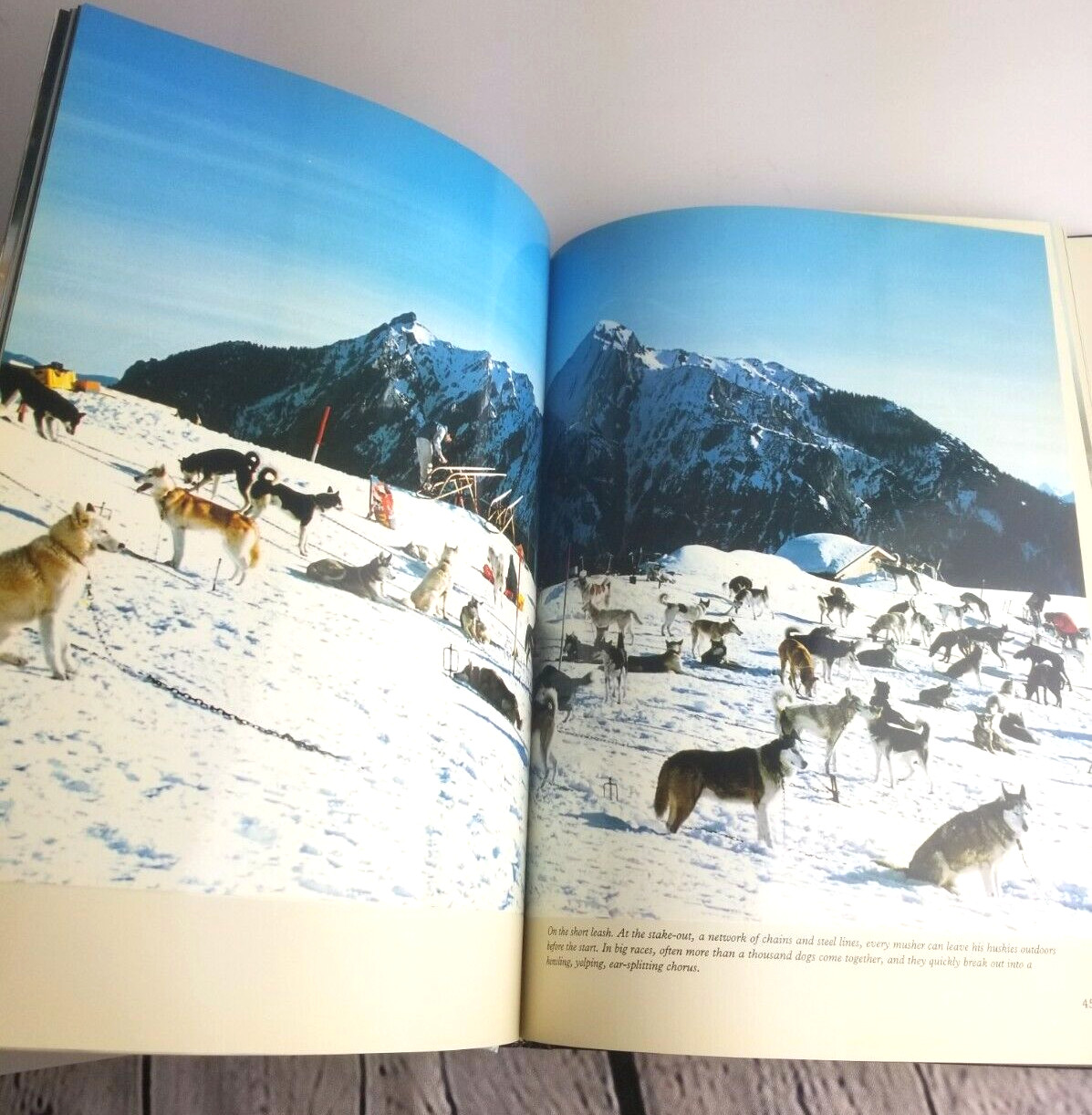 Huskies In Action By Rico Pfirstinger Husky Sled Dog Photography Non Fiction