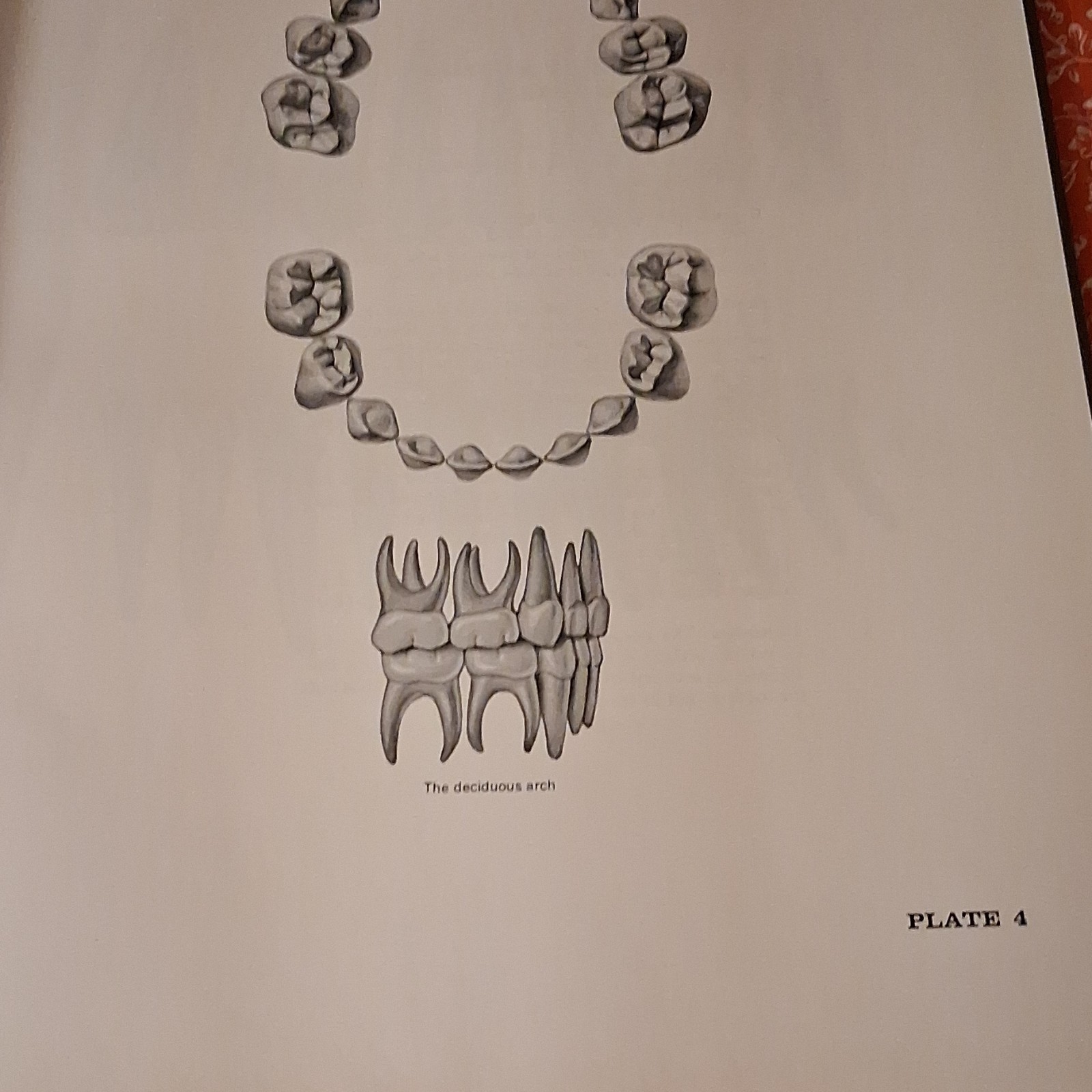 Atlas of the Mouth Hardcover Illustrated Dentistry Medicine Nonfiction