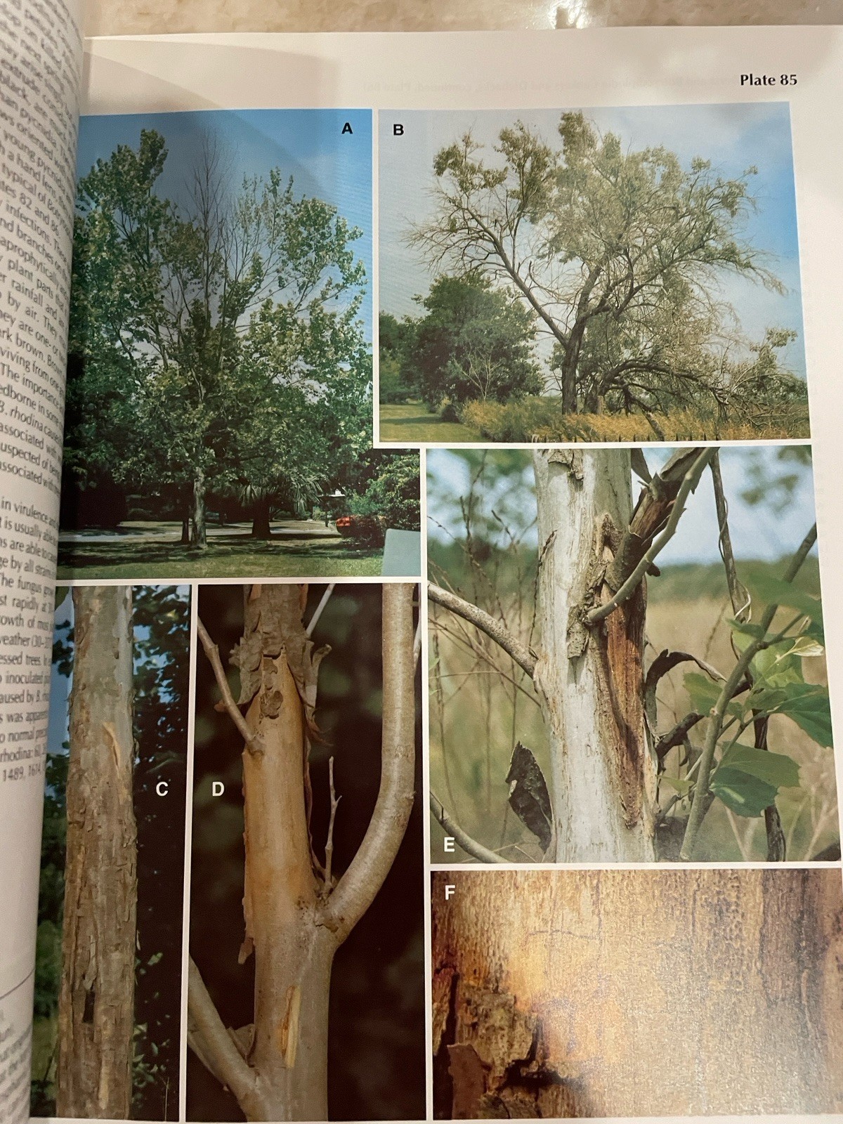 Diseases of Trees And Shrubs By Wayne Sinclair, Howard Lyon, Warren Johnson Book