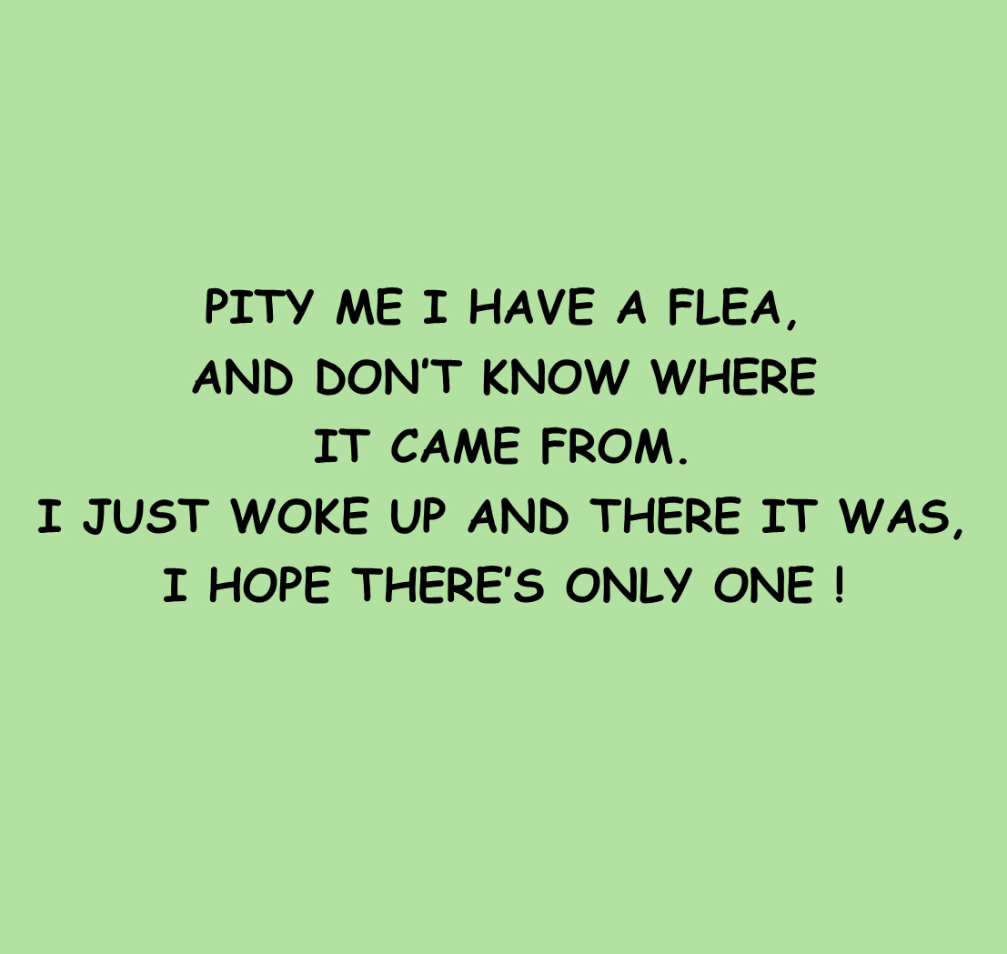 Children’s Book, “Pity me I Have A Flea” Animals Dogs Numbers Illustrated Signed