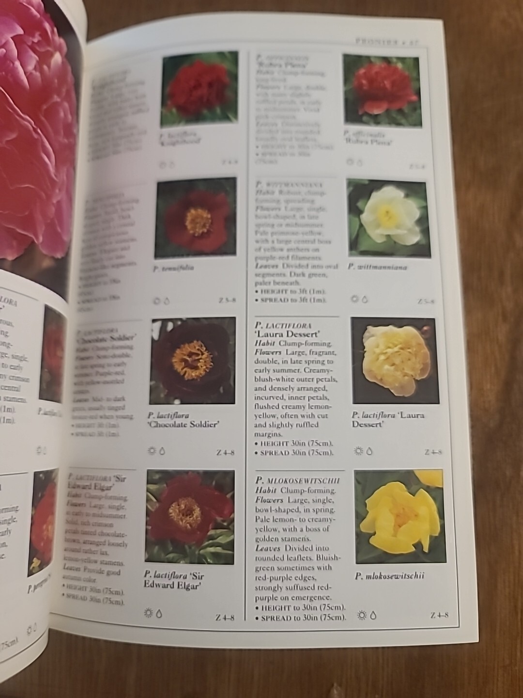 Eyewitness Garden Handbooks Perennials by David Joyce and Deni Bown 1997