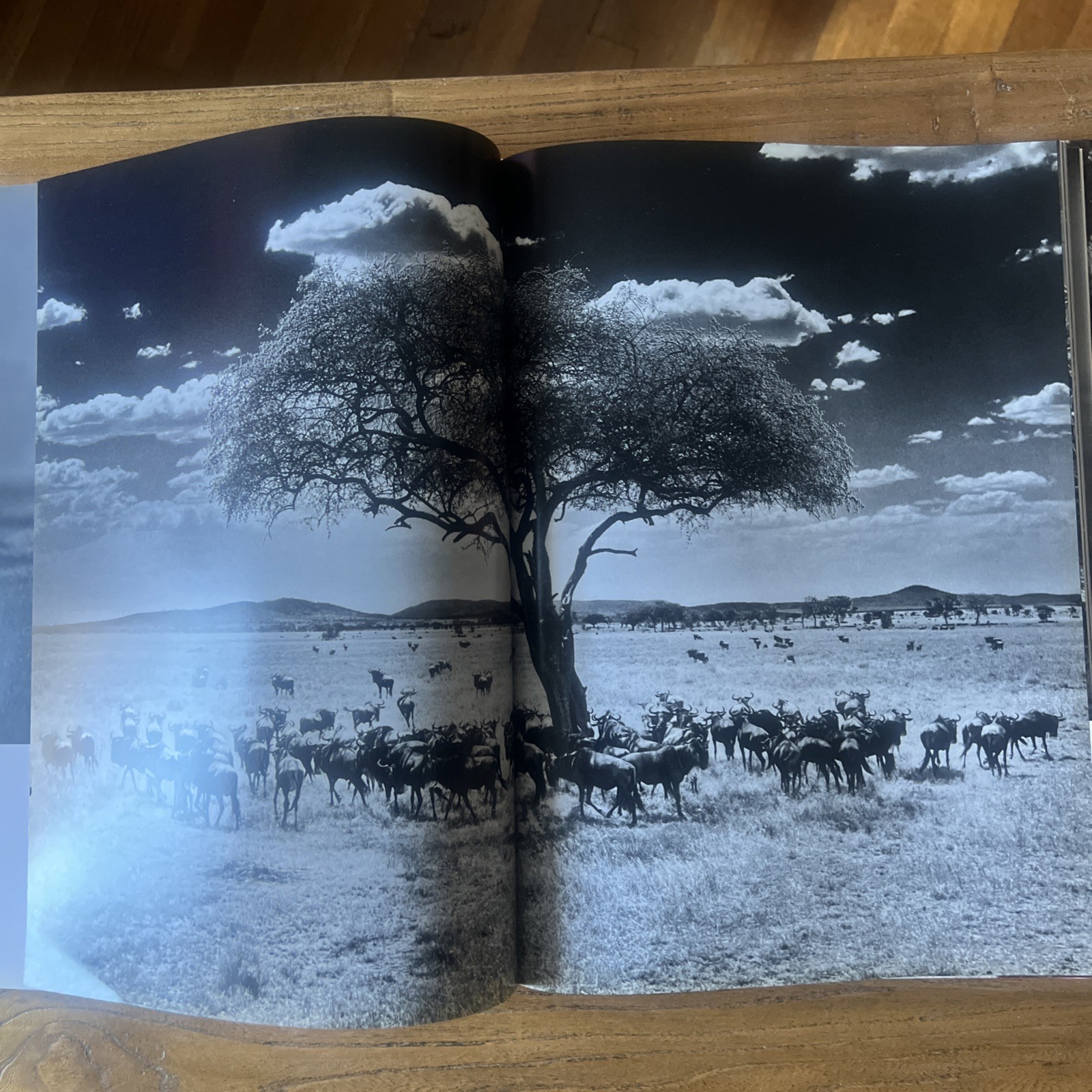 THE FAMILY ALBUM OF WILD AFRICA By Laurent Baheux – Hardcover teNeues DAMAGED