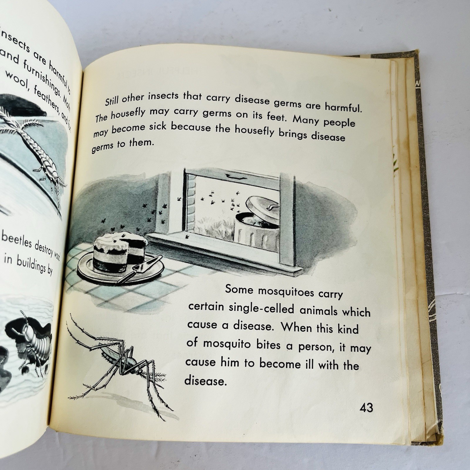 What is An Insect Charles D Neal 1961 Vintage Childrens Science Book Homeschool