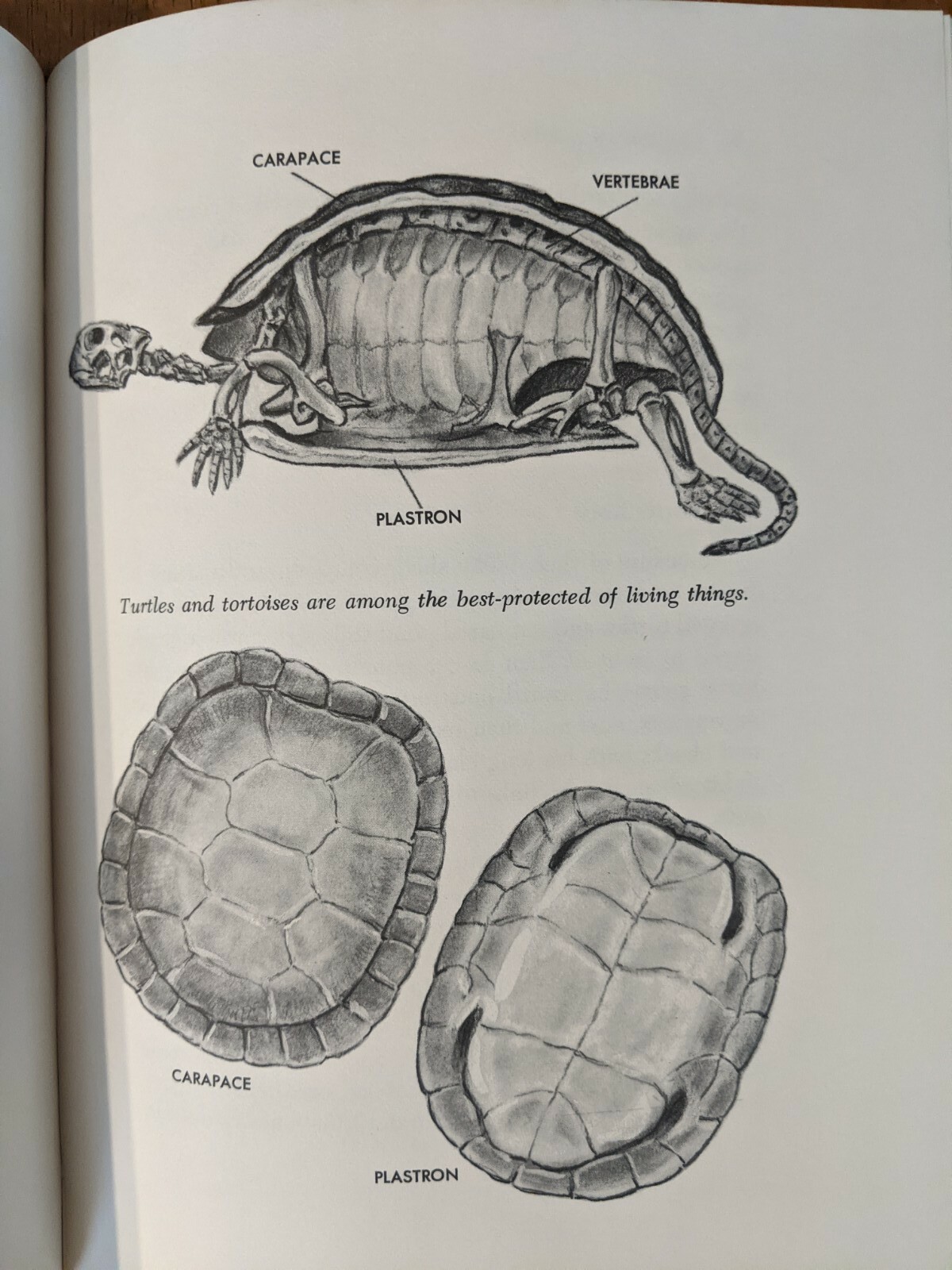 Reptiles and How They Reproduce HCDJ Dorothy Hinshaw Patent First Edition 1977