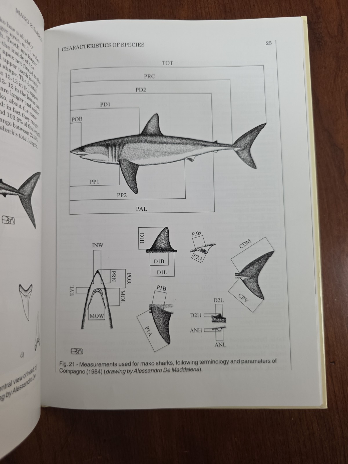 Mako Sharks 2005 Hardcover Book Maddalena Science Homeschool