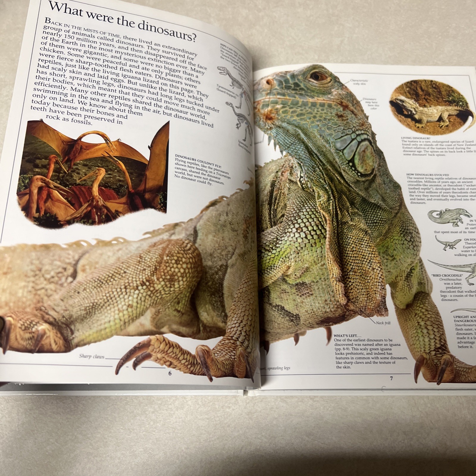Dinosaur (Eyewitness Books) Hardcover-64 pages-1st Amer. Edition 1989–Very Good