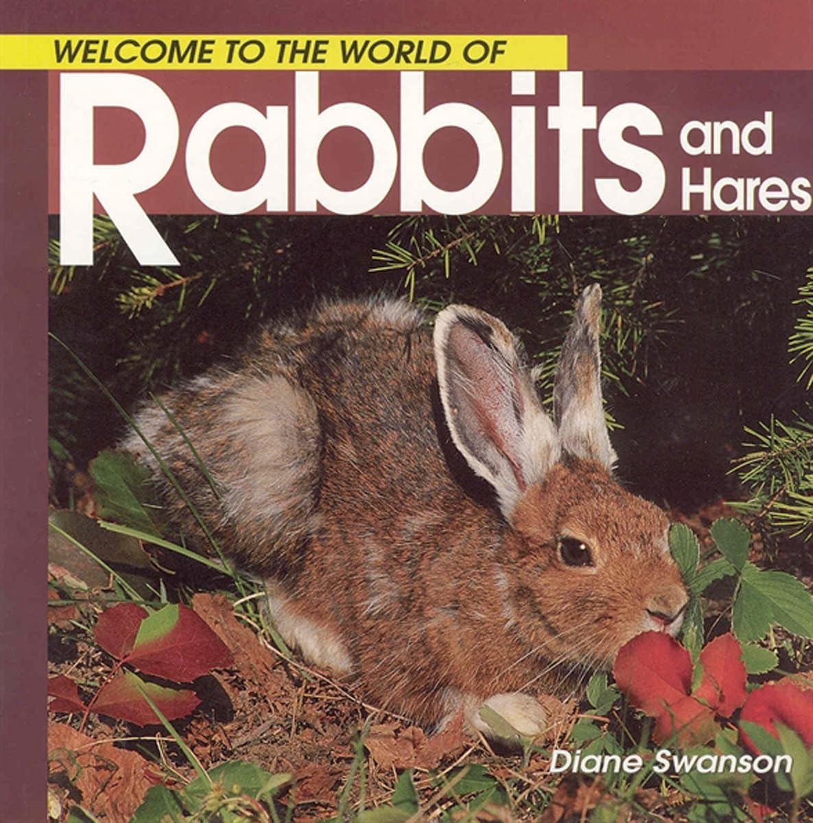Welcome to the World of Rabbits and Hares (Welcome to the World Series) – pa…