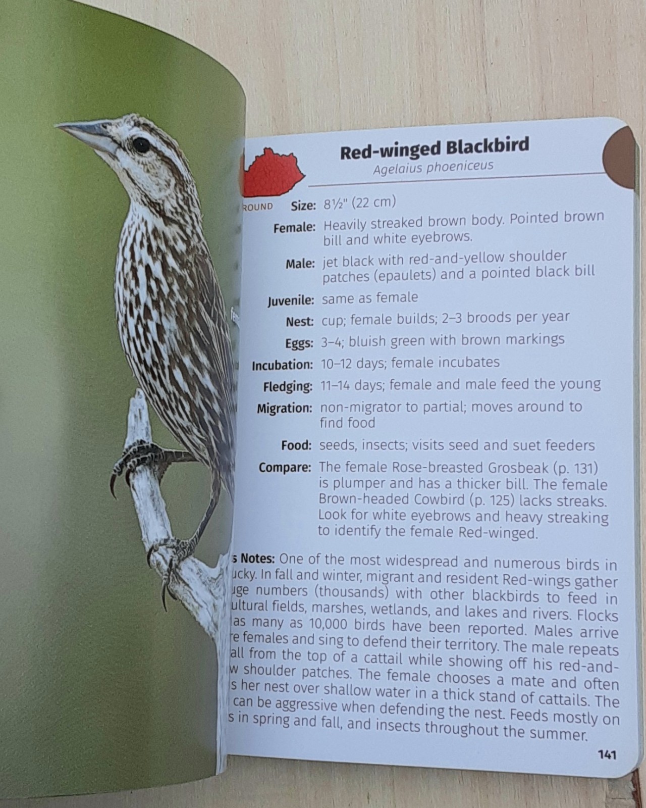 Birds of Kentucky Field Guide by Stan Tekiela 2022 Illustrated Paperback Book