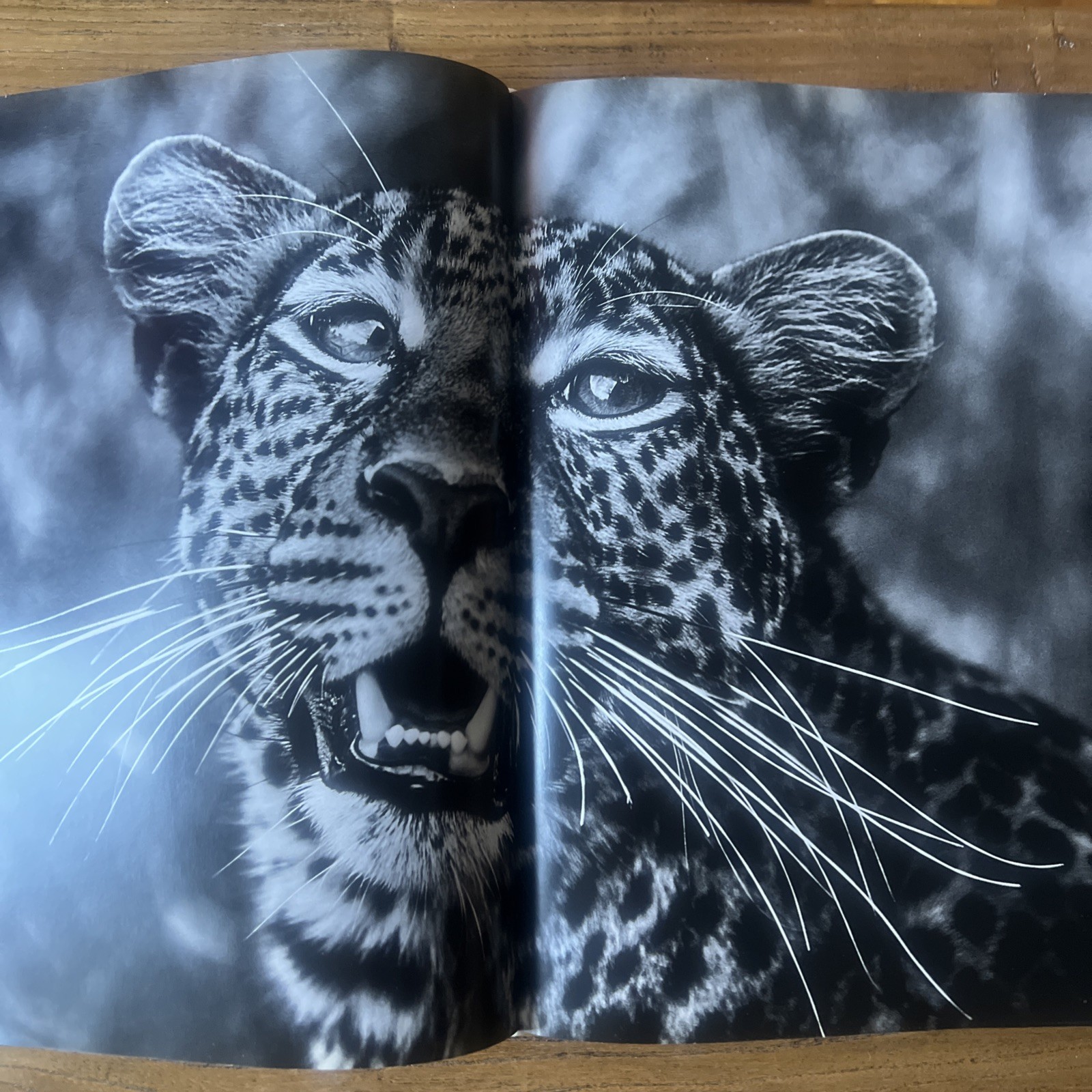 THE FAMILY ALBUM OF WILD AFRICA By Laurent Baheux – Hardcover teNeues DAMAGED