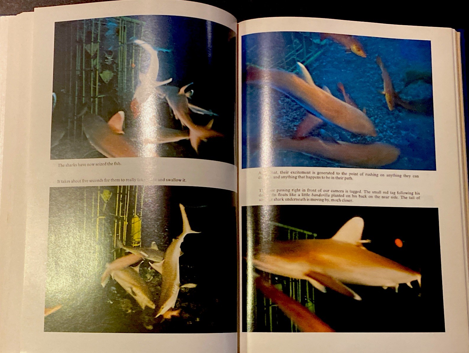 The Shark Splendid Savage Of The Sea by Jacques-Yves & Philippe Cousteau 1970