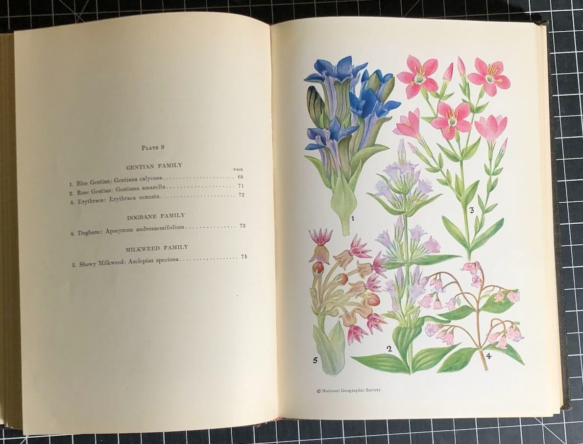 Flowers of Coast and Sierra by Edith S. Clements HC 1st/1st 32 Plates 1928