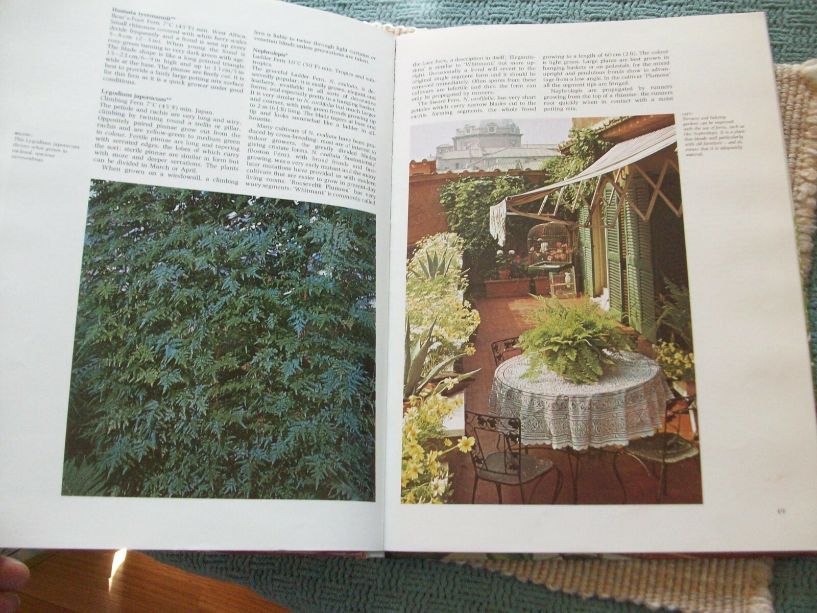 Colorful Houseplants by David Squire and Peter McHoy (1979,hardcover) gardening