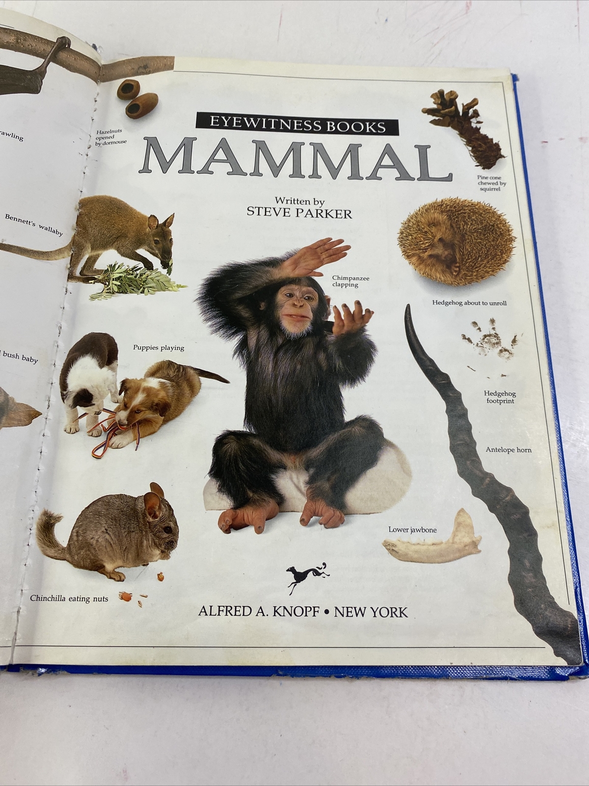 Mammal – Steve Parker (Hardcover, 1989)
