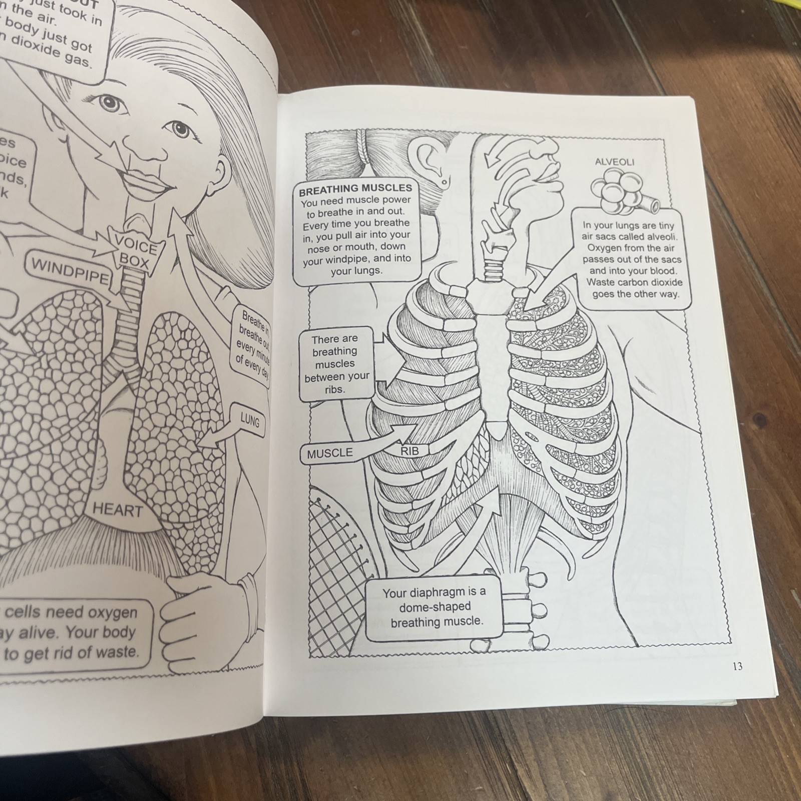 Lot Of 6 Inside Your Body Usborne Dover Coloring Book Set Human Children