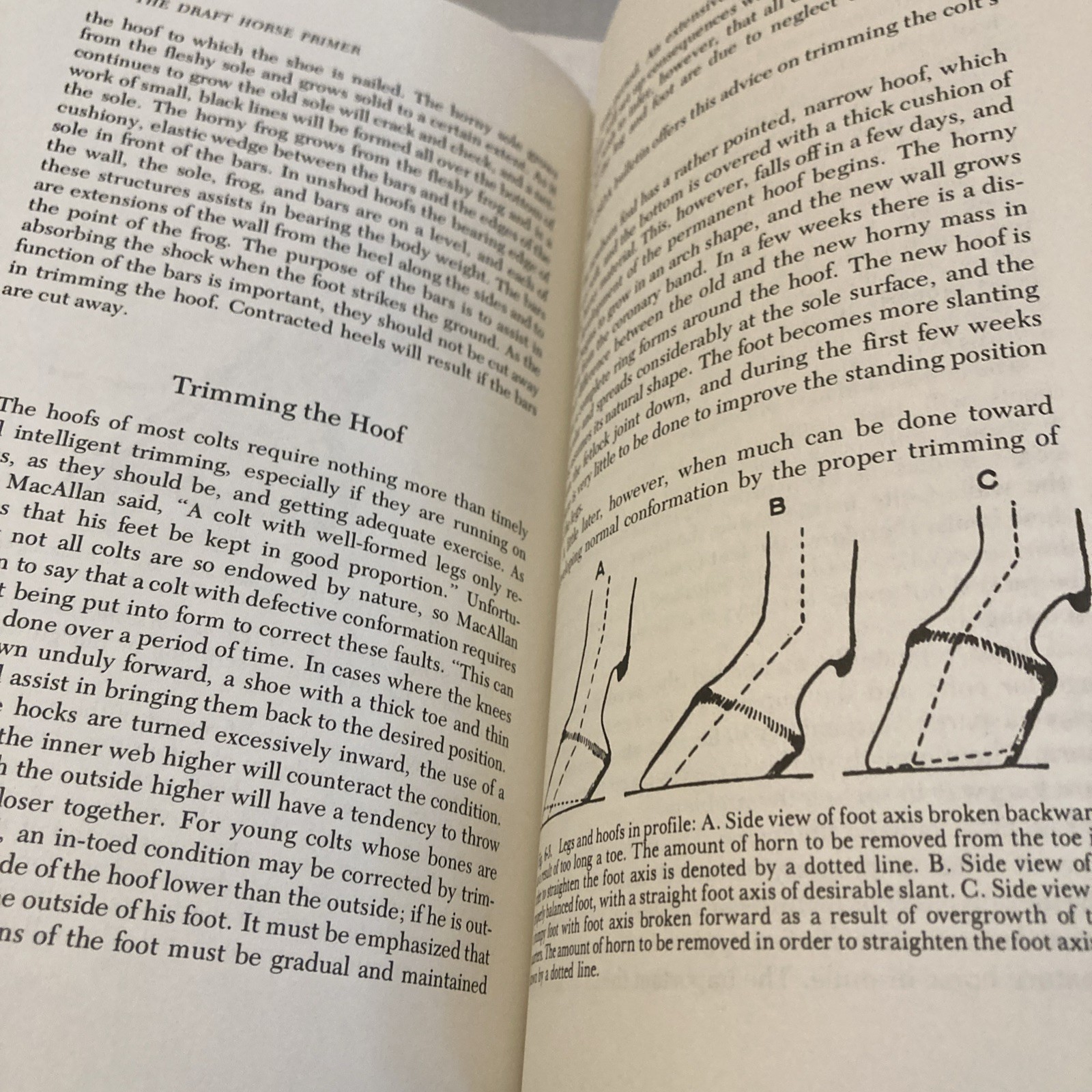 The Draft Horse Primer by Maurice Tellen 1977 Paperback 392 Pages