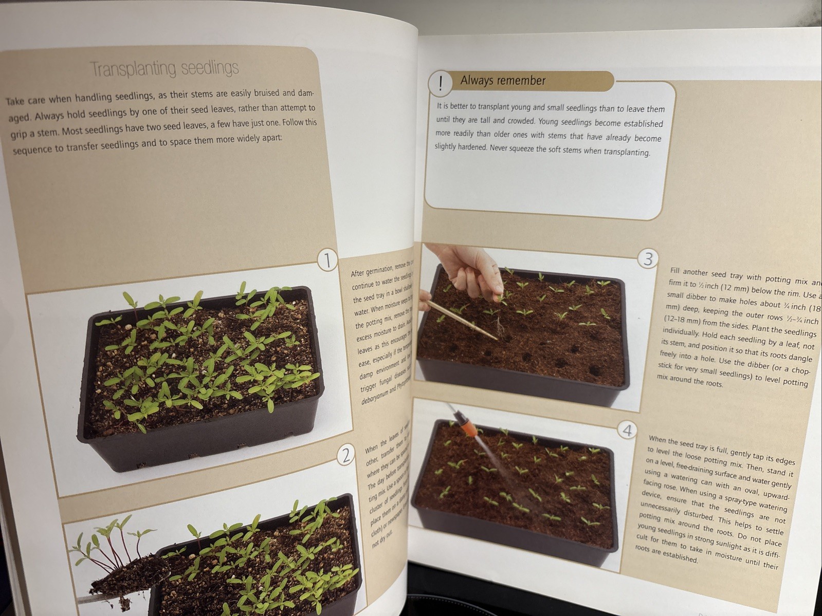 Successful Bonsai, By David Squire
