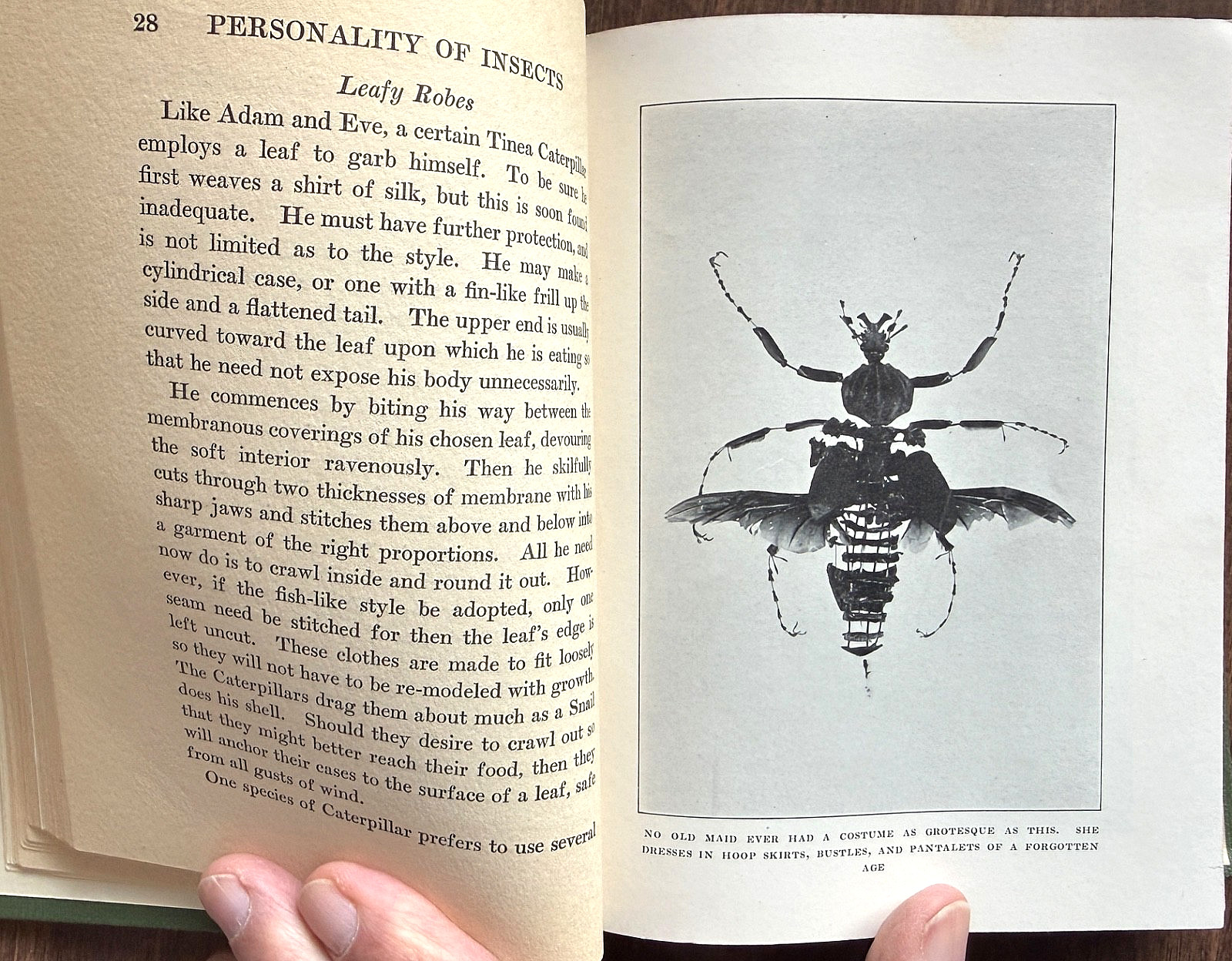 1924 1st Ed PERSONALITY of INSECTS by R. Dixon & B. Eddy HB/247pp/ILLUSTRATED