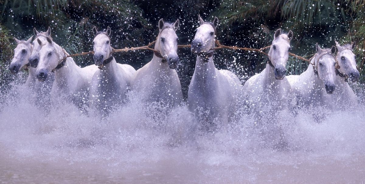 Cardenas Horses and Home by Robert Vavra: Brand New & Signed Limited Edition