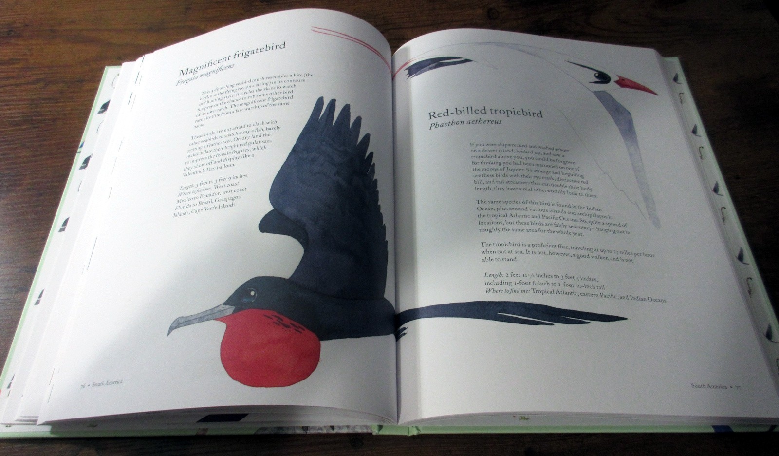“The Atlas of Amazing Birds” by Matt Sewell – hardcover