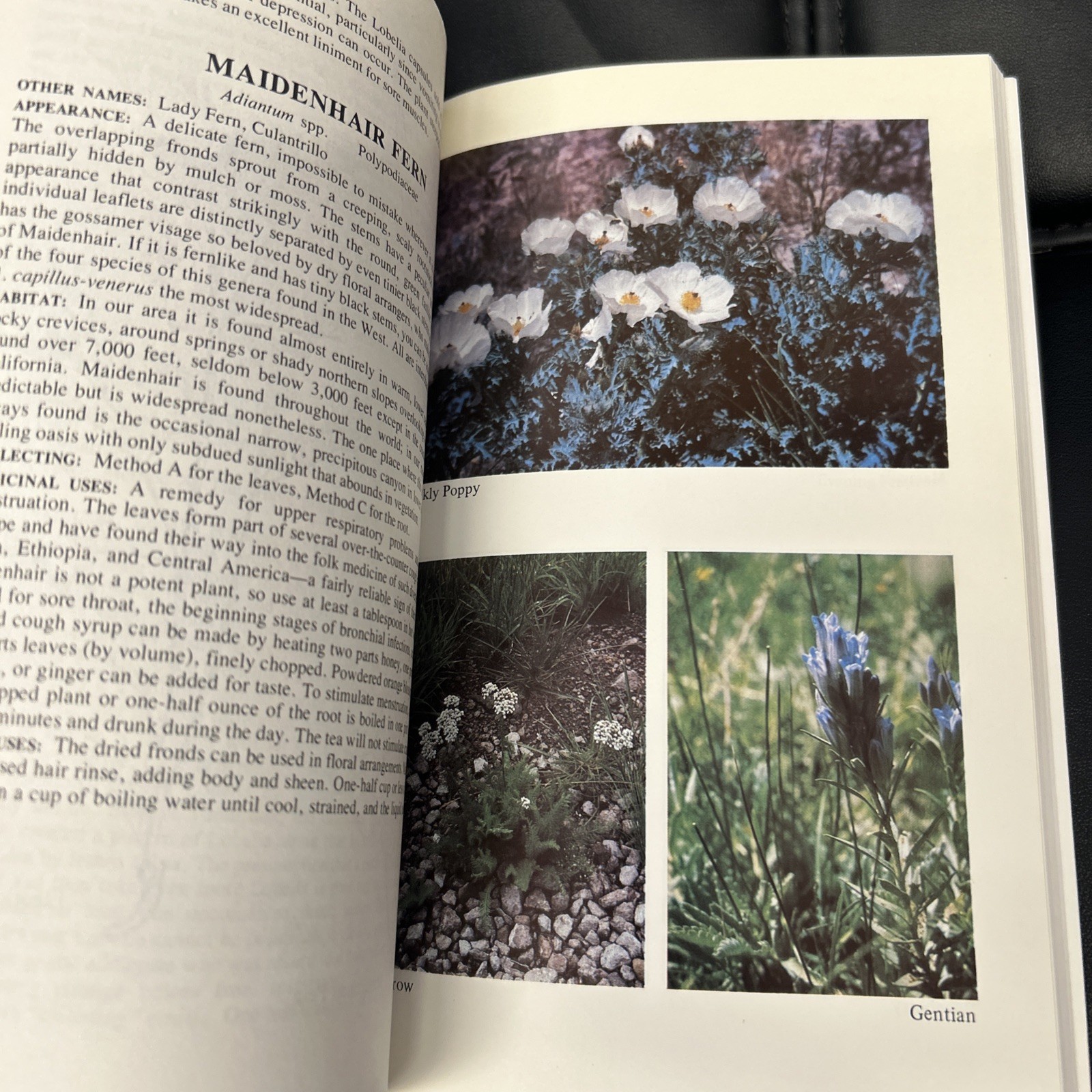 Medicinal Plants of the Mountain West by Michael Moore PB