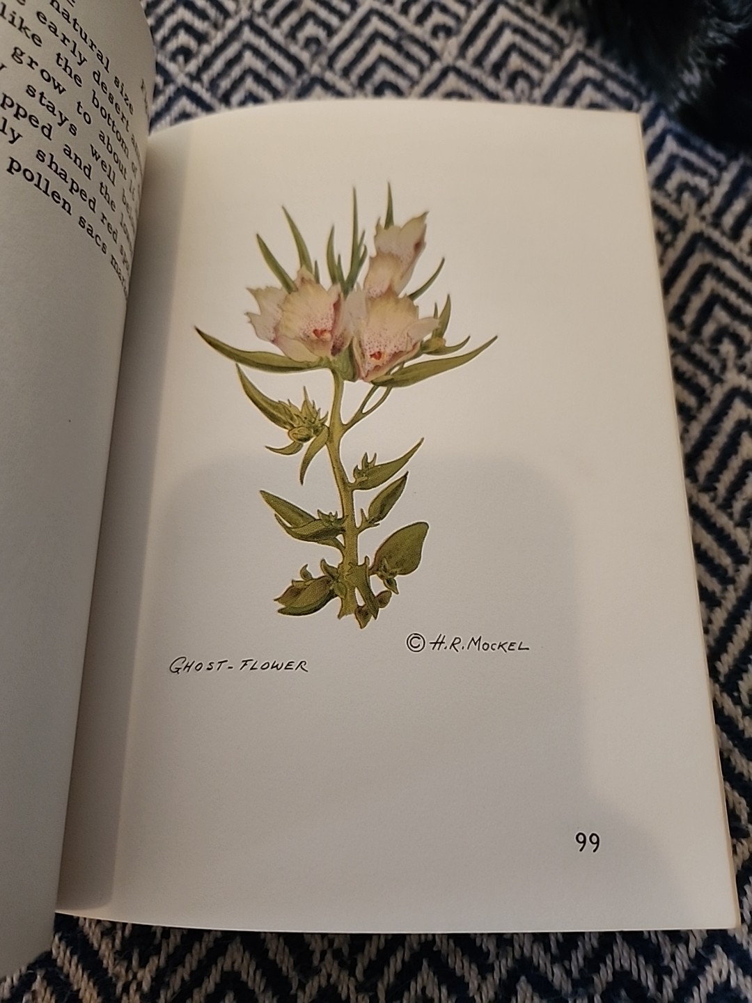 Mockel’s Desert Flower Notebook SIGNED by Author