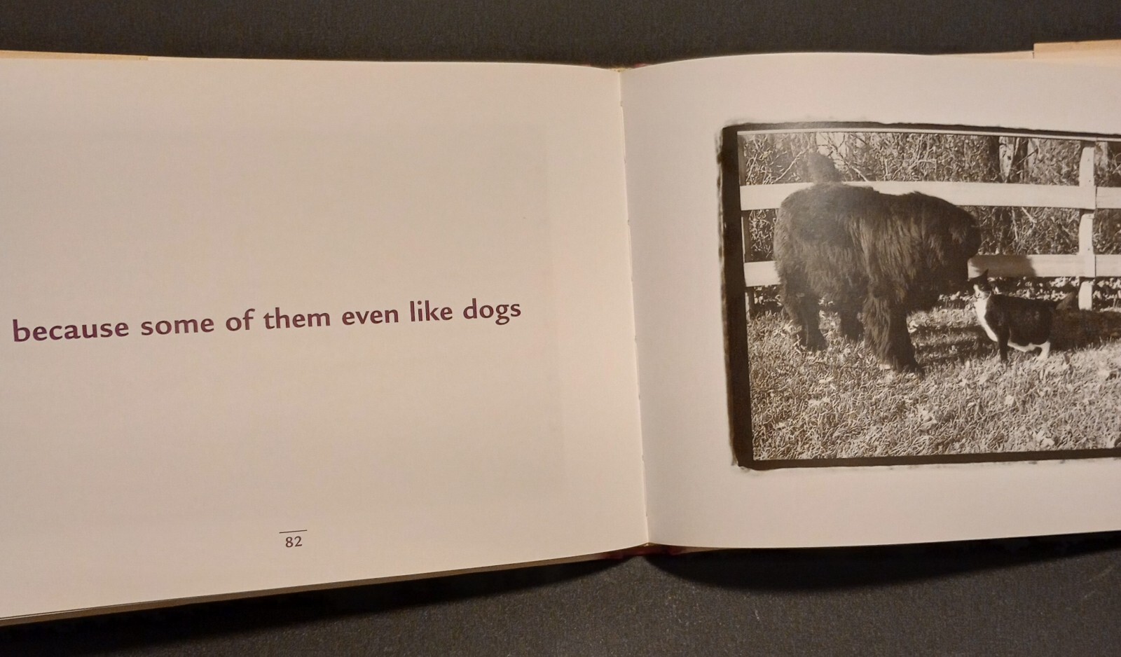 Why We Love Cats by Kim Levin (2001, Hardcover)