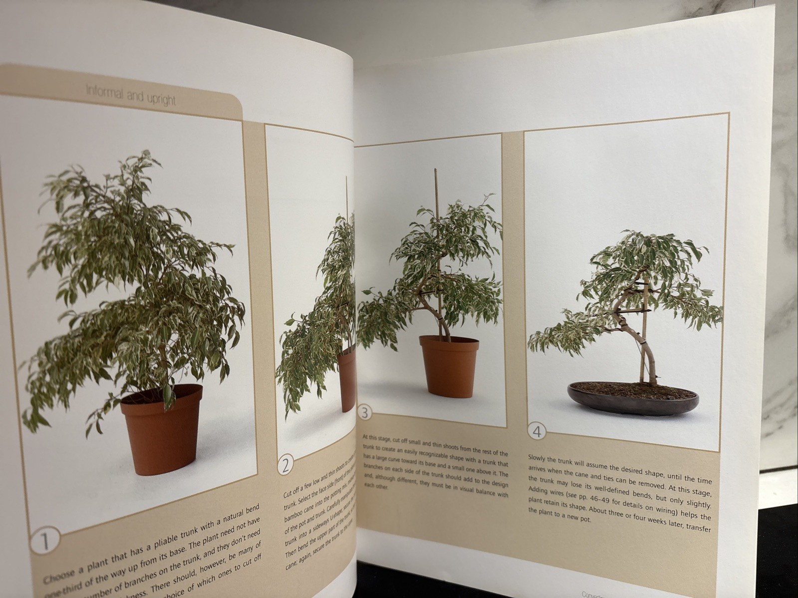 Successful Bonsai, By David Squire