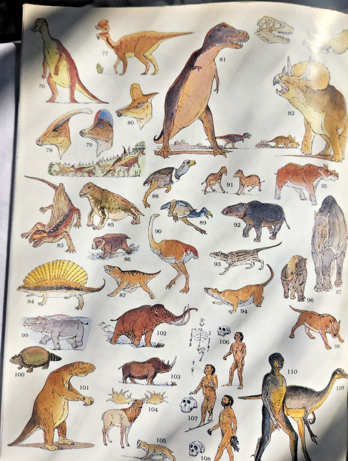 A Field Guide to Dinosaurs Coloring Book – Like New/Unused Vintage 1989 Rare PB