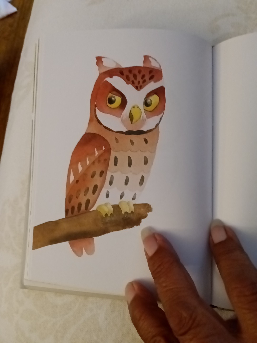 OWLS Our Most Charming Bird by Matt Sewell First Edition HC