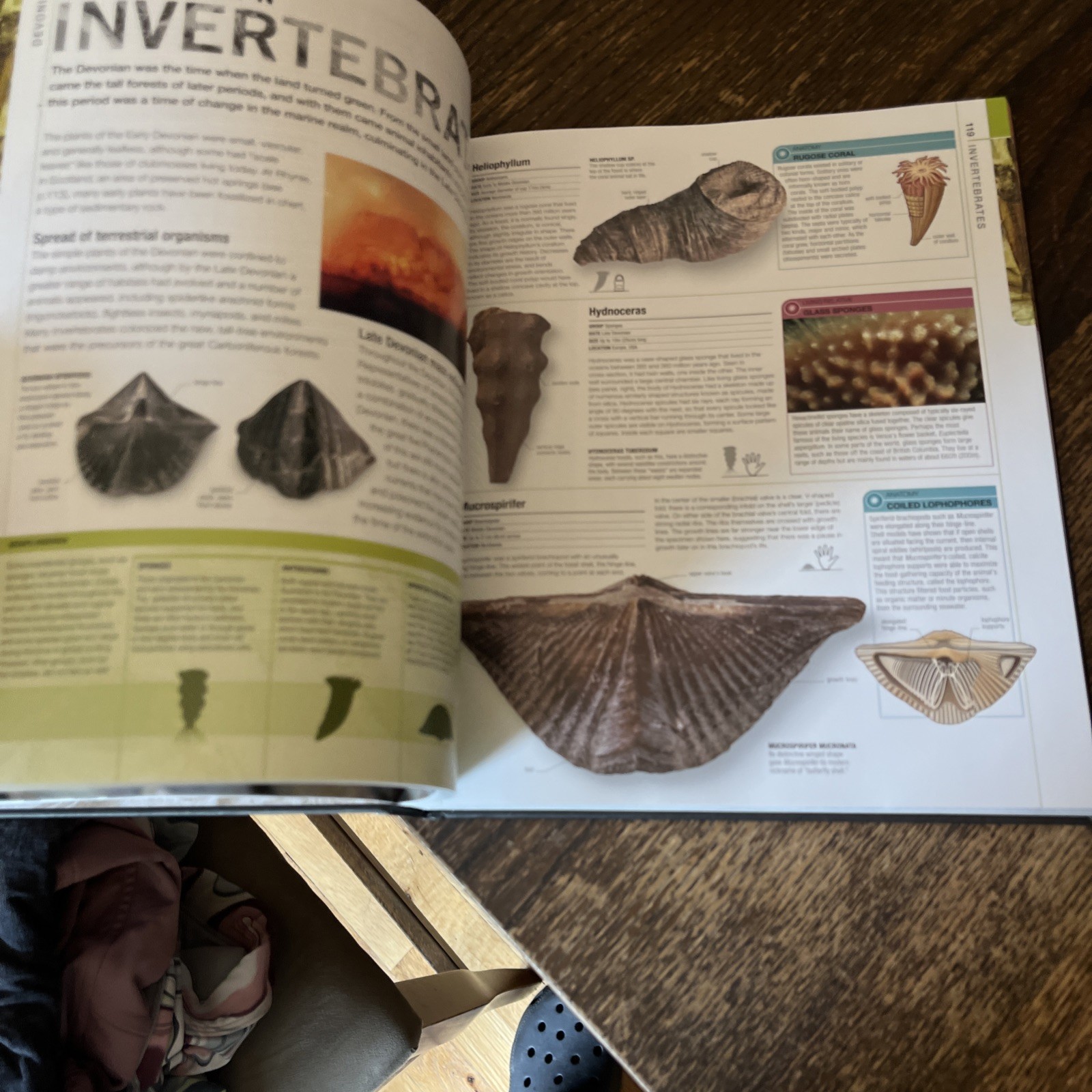 Dinosaurs and Prehistoric Life: The Definitive Visual – Hardcover, by DK – VG