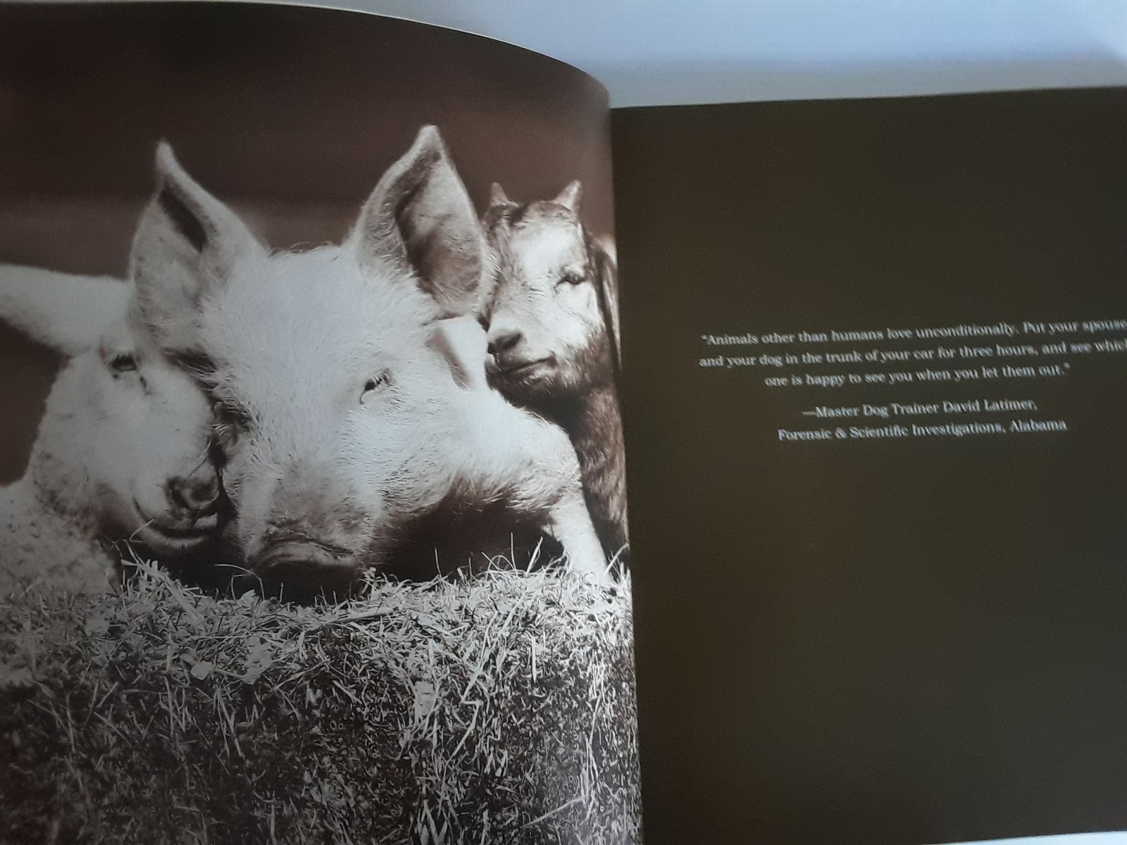 Unlikely Loves By Jennifer S. Holland 43 Heartwarming True Stories Animals Pets