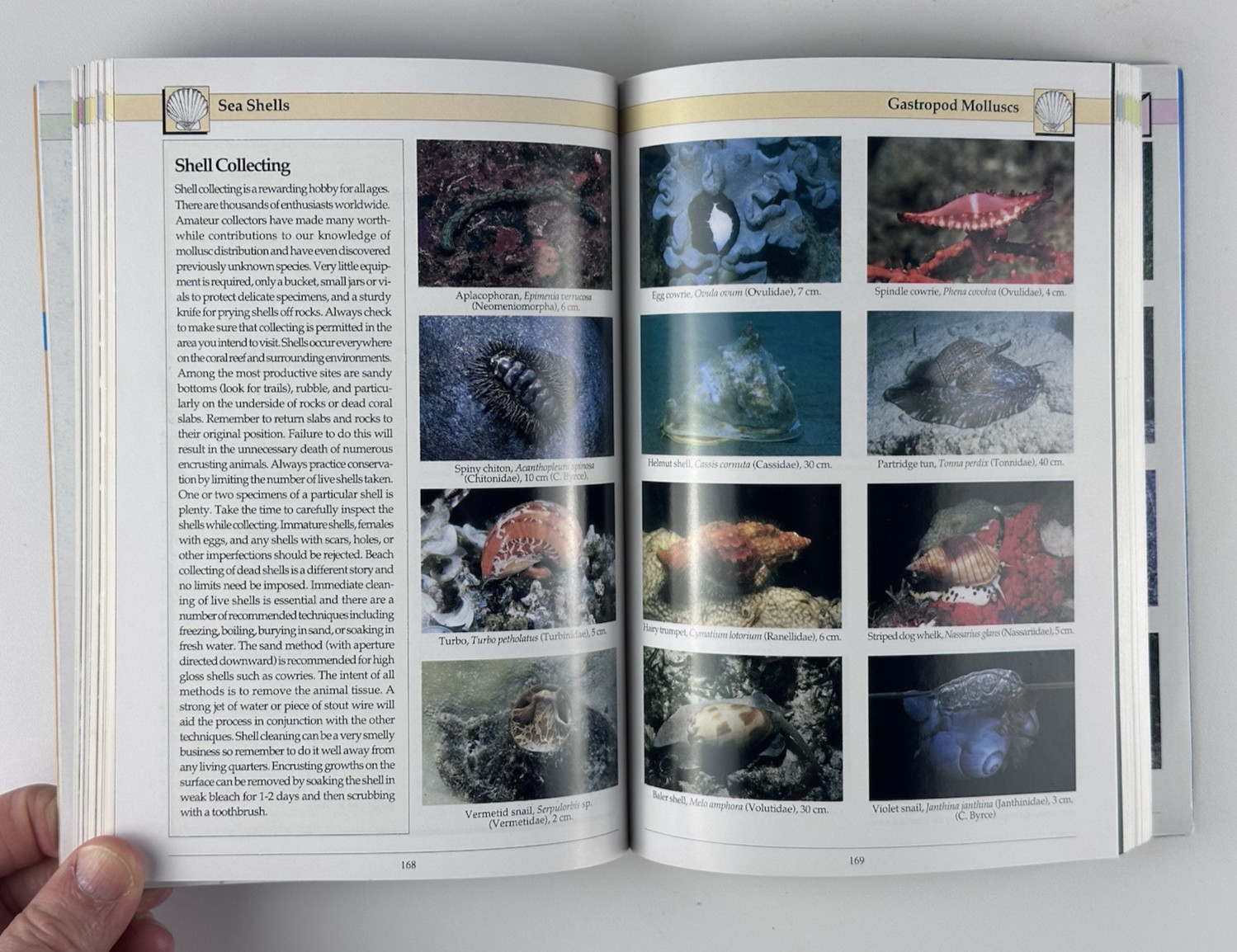 Indo-Pacific Coral Reef Field Guide by Dr. Gerald R. Allen & Roger Steene 1996