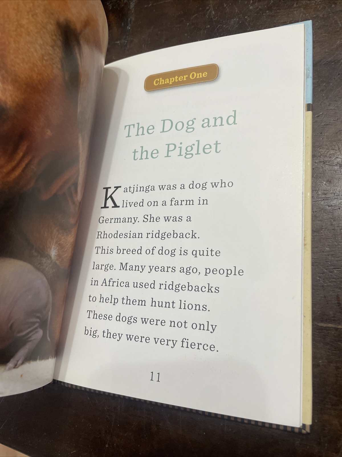JENNIFER S. HOLLAND, UNLIKELY FRIENDSHIOS. THE DOG AND THE PIGLET. 9780761170129
