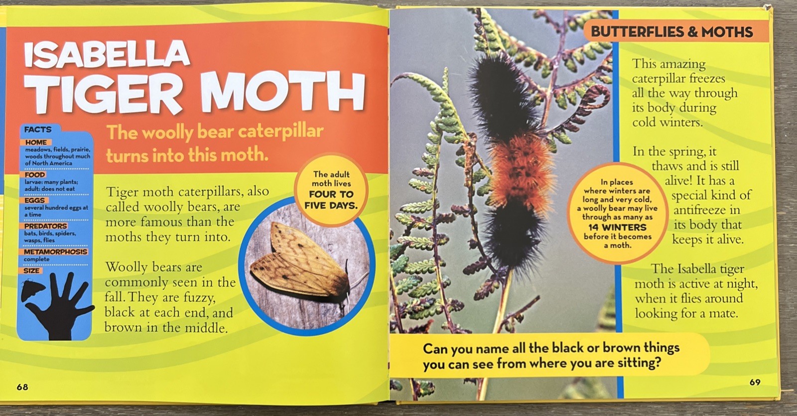 National Geo Little Kids First Big Book of Bugs by Catherine D. Hughes 2014