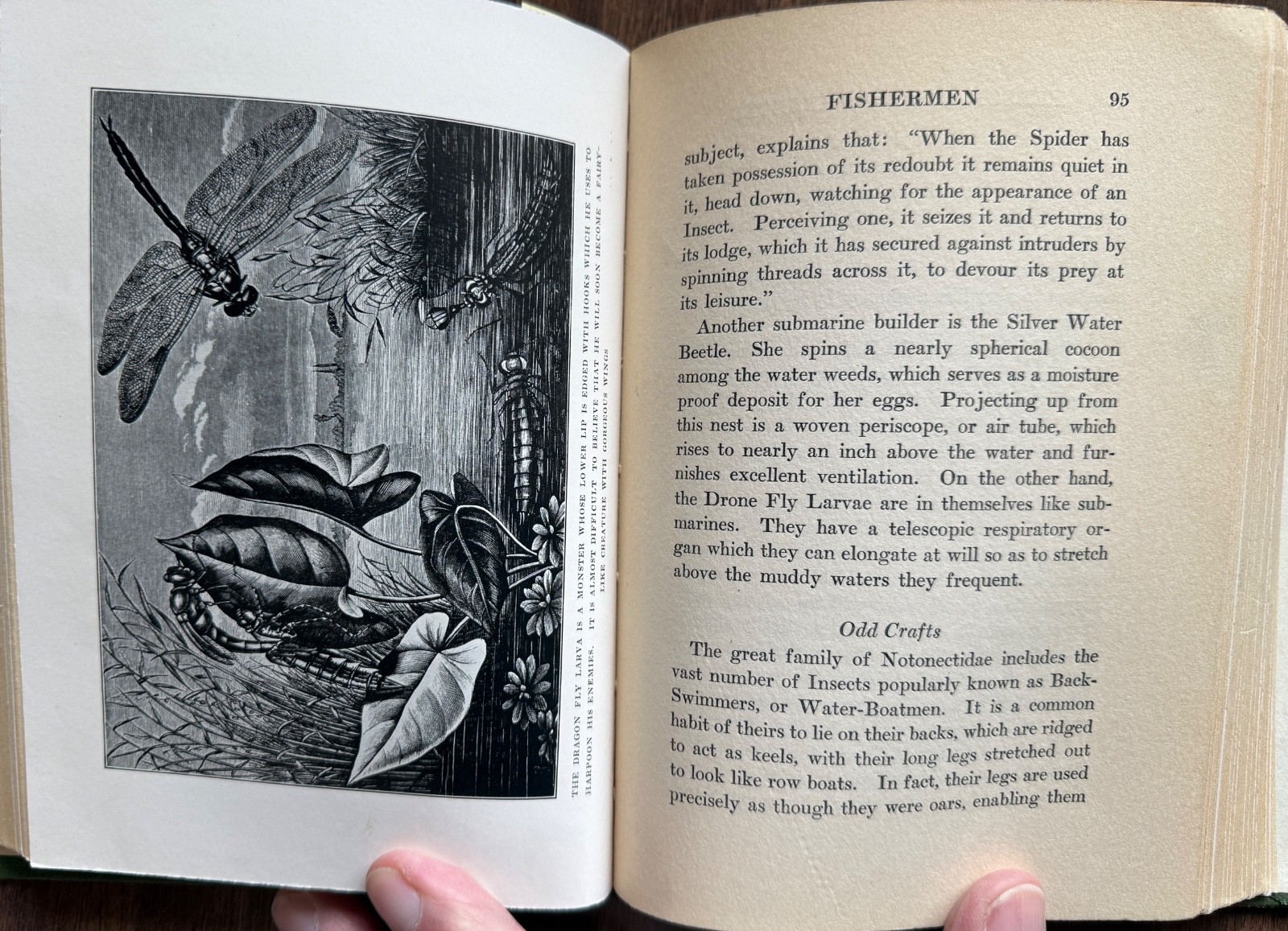 1924 1st Ed PERSONALITY of INSECTS by R. Dixon & B. Eddy HB/247pp/ILLUSTRATED