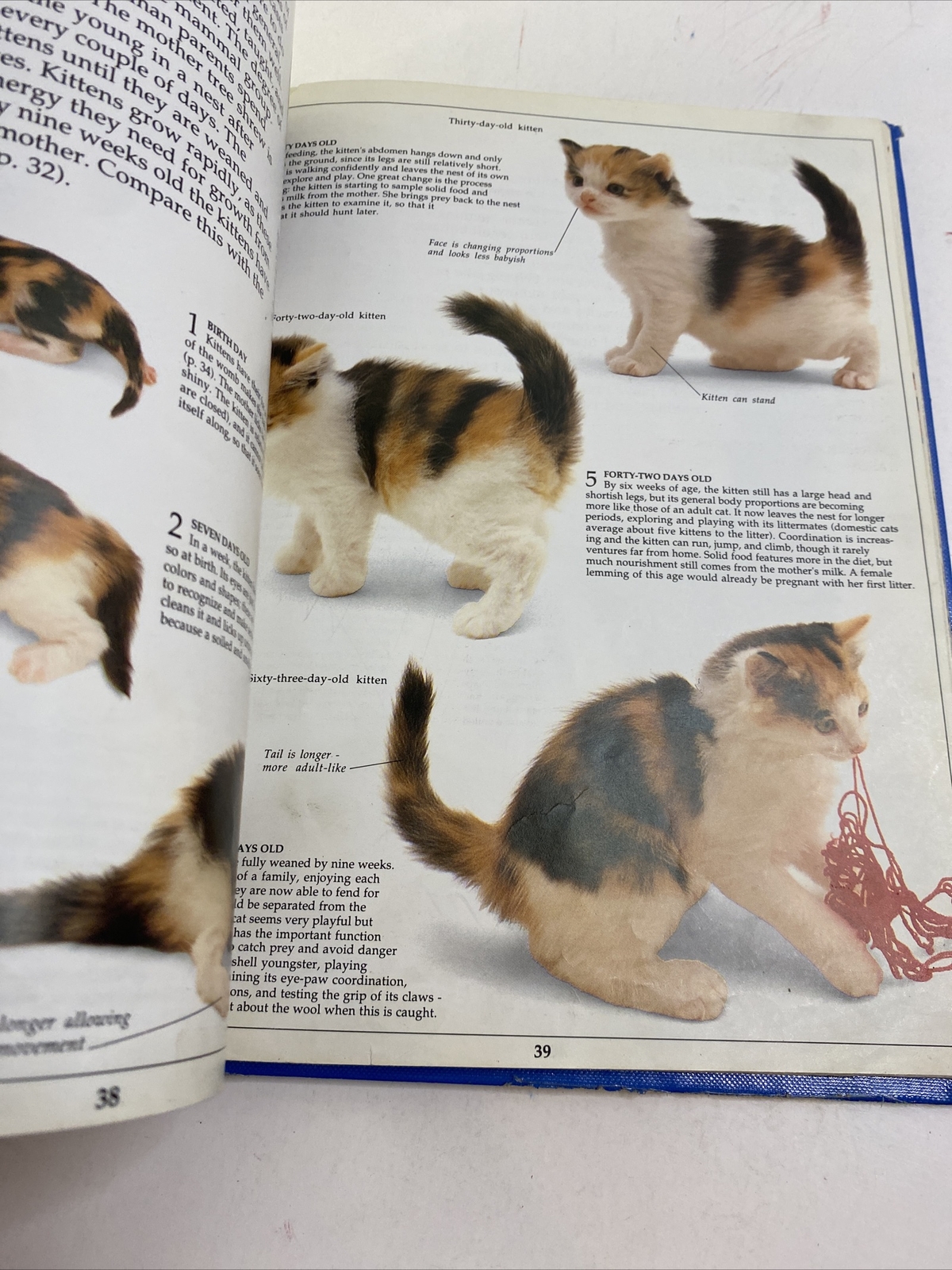 Mammal – Steve Parker (Hardcover, 1989)