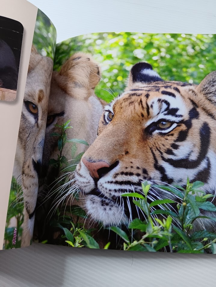 Unlikely Friendships 47 Stories from the Animal Kingdom Jennifer S Holland