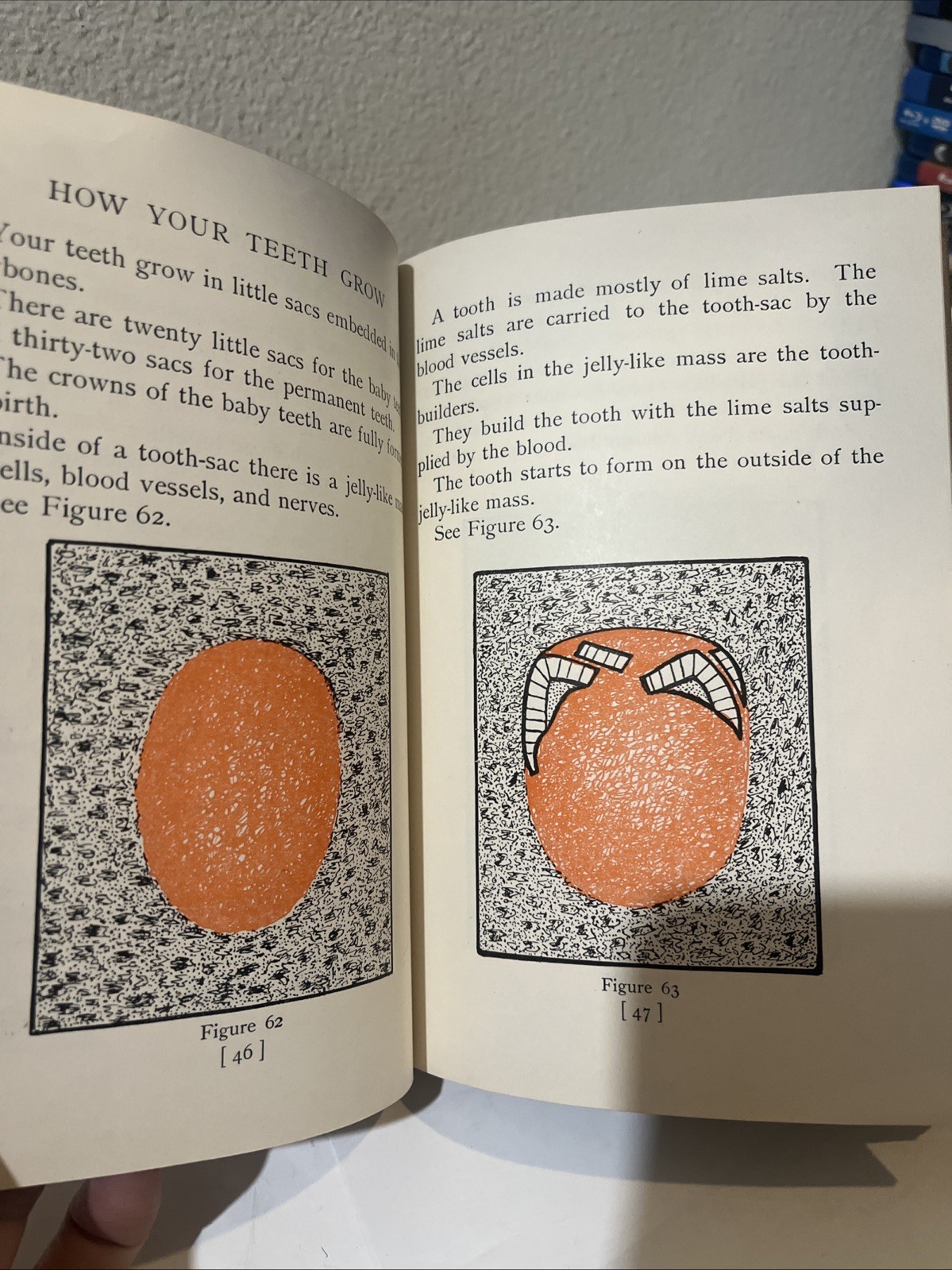 Vintage A Child’s Book of the Teeth by Harrison Wader Ferguson 1932 Revised HC