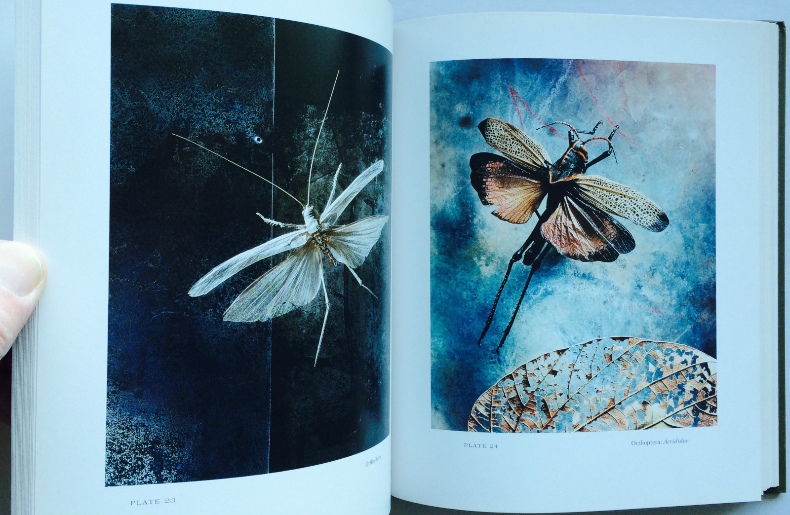 2008 THEATER of INSECTS Jo Whaley hb/128pp/ART – BUTTERFLIES – INSECTS – UNIQUE