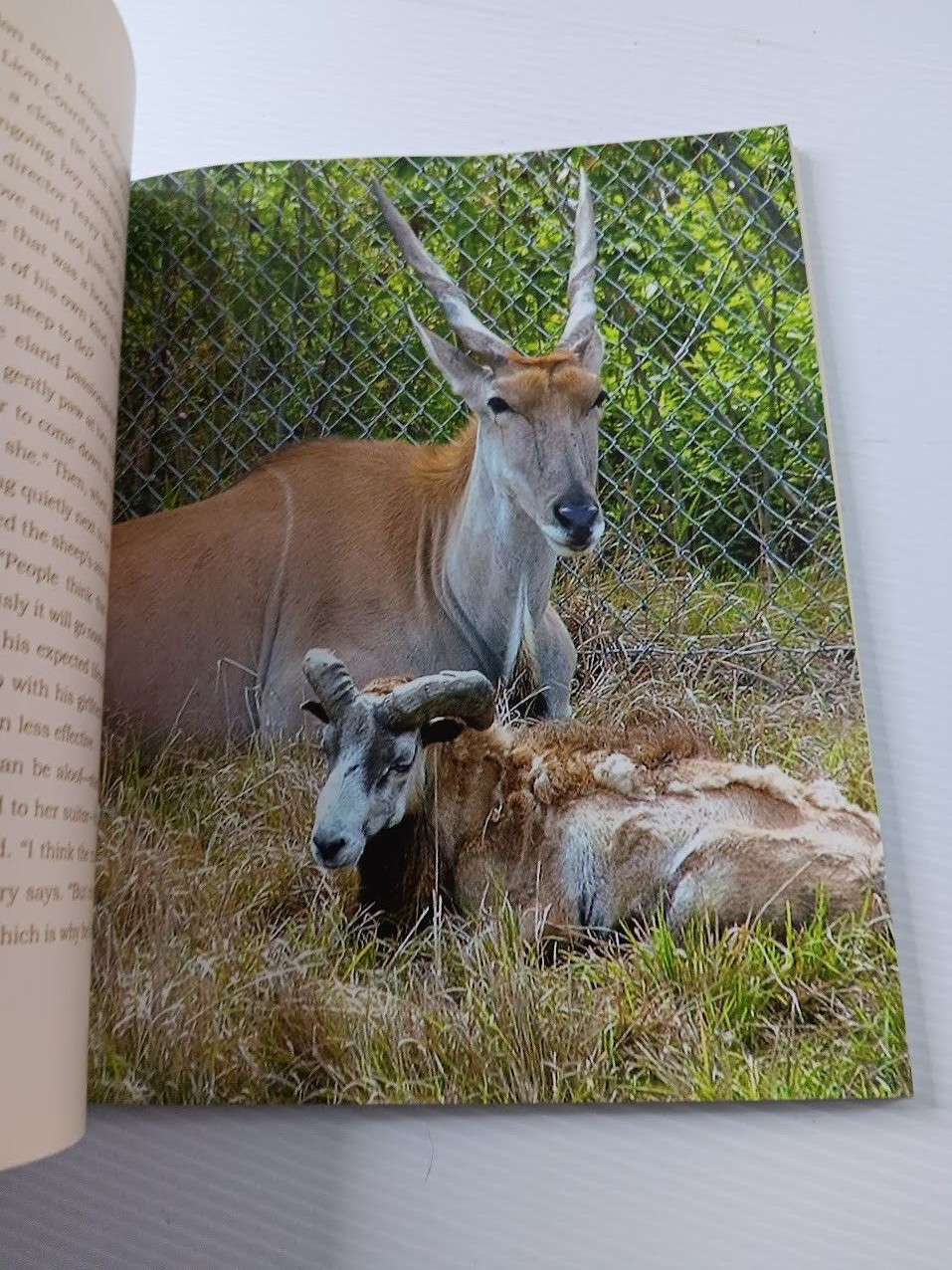 Unlikely Friendships 47 Stories from the Animal Kingdom Jennifer S Holland