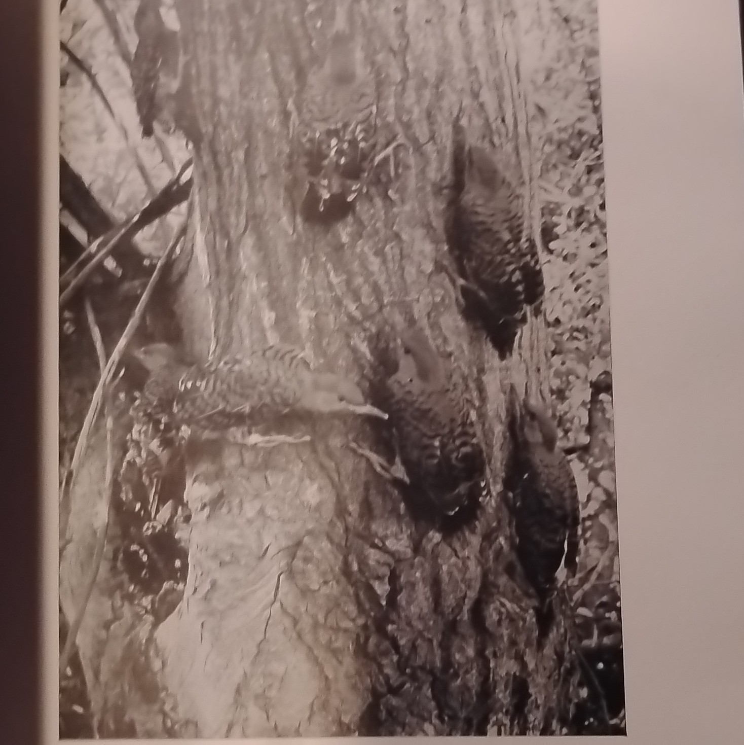Cornell Nature-Study Leaflets Nature-Study Bulletin No. 1 1904 Illus HC