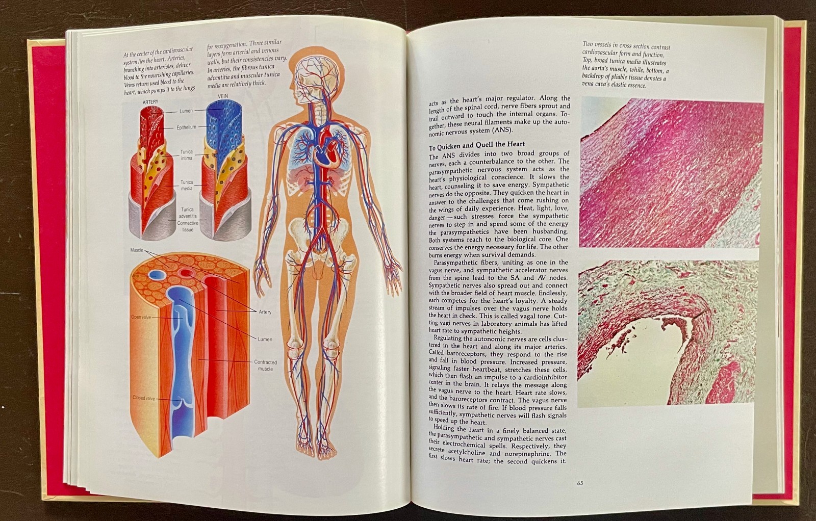 THE HUMAN BODY Complete Set. Vol 1-20. 1985. Torstar. Good Condition